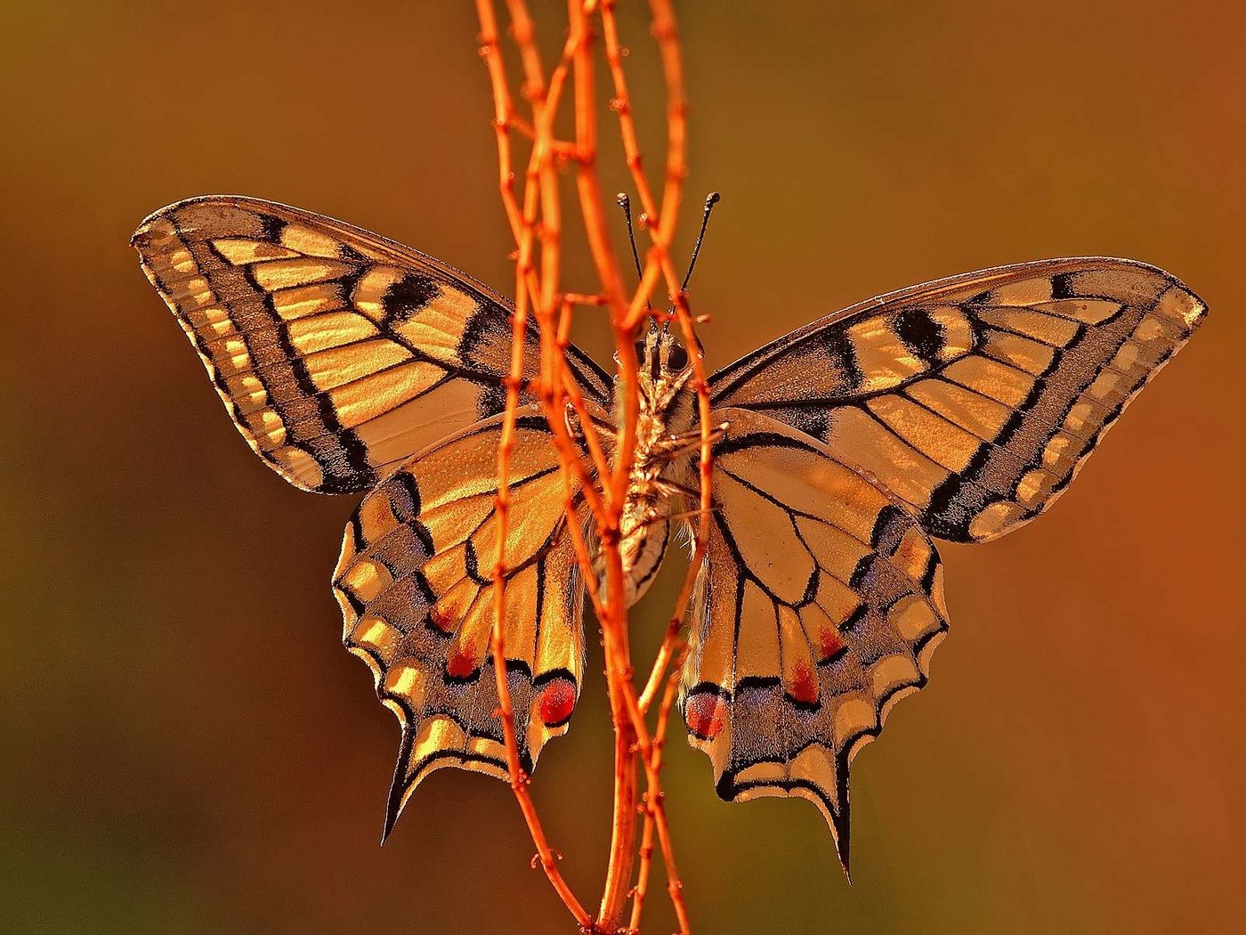 Обои макро, бабочка, крылья, насекомые, растение, macro, butterfly, wings, insects, plant разрешение 1920x1200 Загрузить