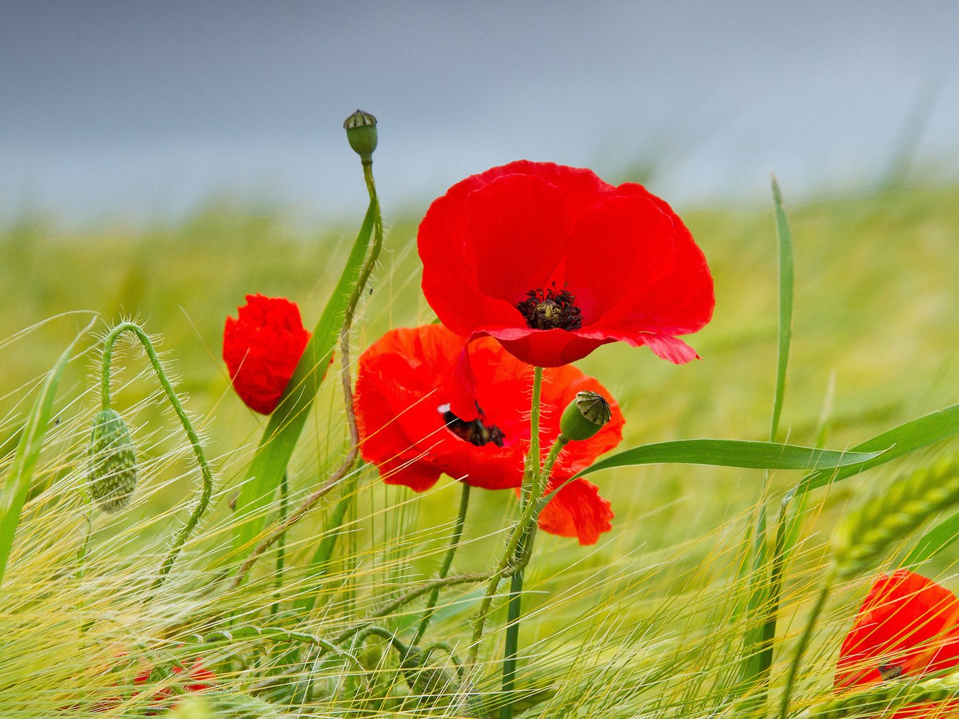 Обои цветы, поле, лето, красные, маки, колосья, пшеница, flowers, field, summer, red, maki, ears, wheat разрешение 1920x1200 Загрузить