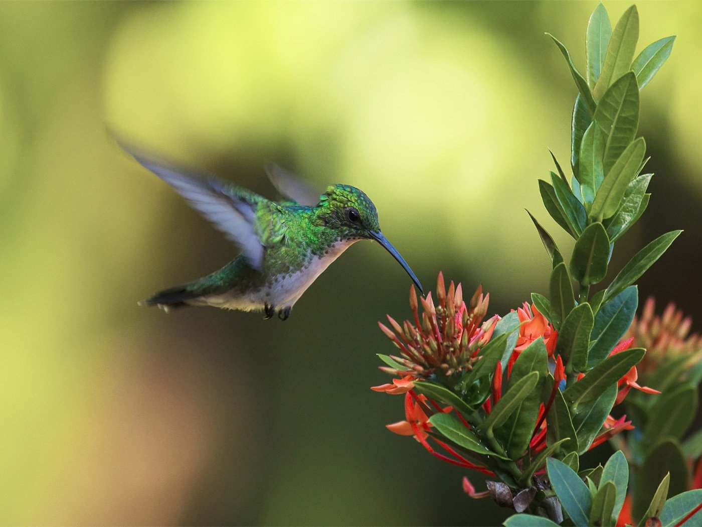 Обои цветы, фон, полет, крылья, птица, клюв, колибри, flowers, background, flight, wings, bird, beak, hummingbird разрешение 2048x1365 Загрузить