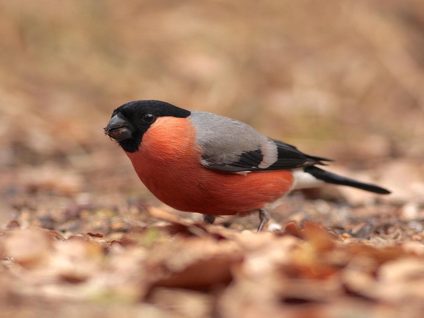 Обои листья, птица, снегирь, сухие, клест, leaves, bird, bullfinch, dry, klest разрешение 2048x1433 Загрузить