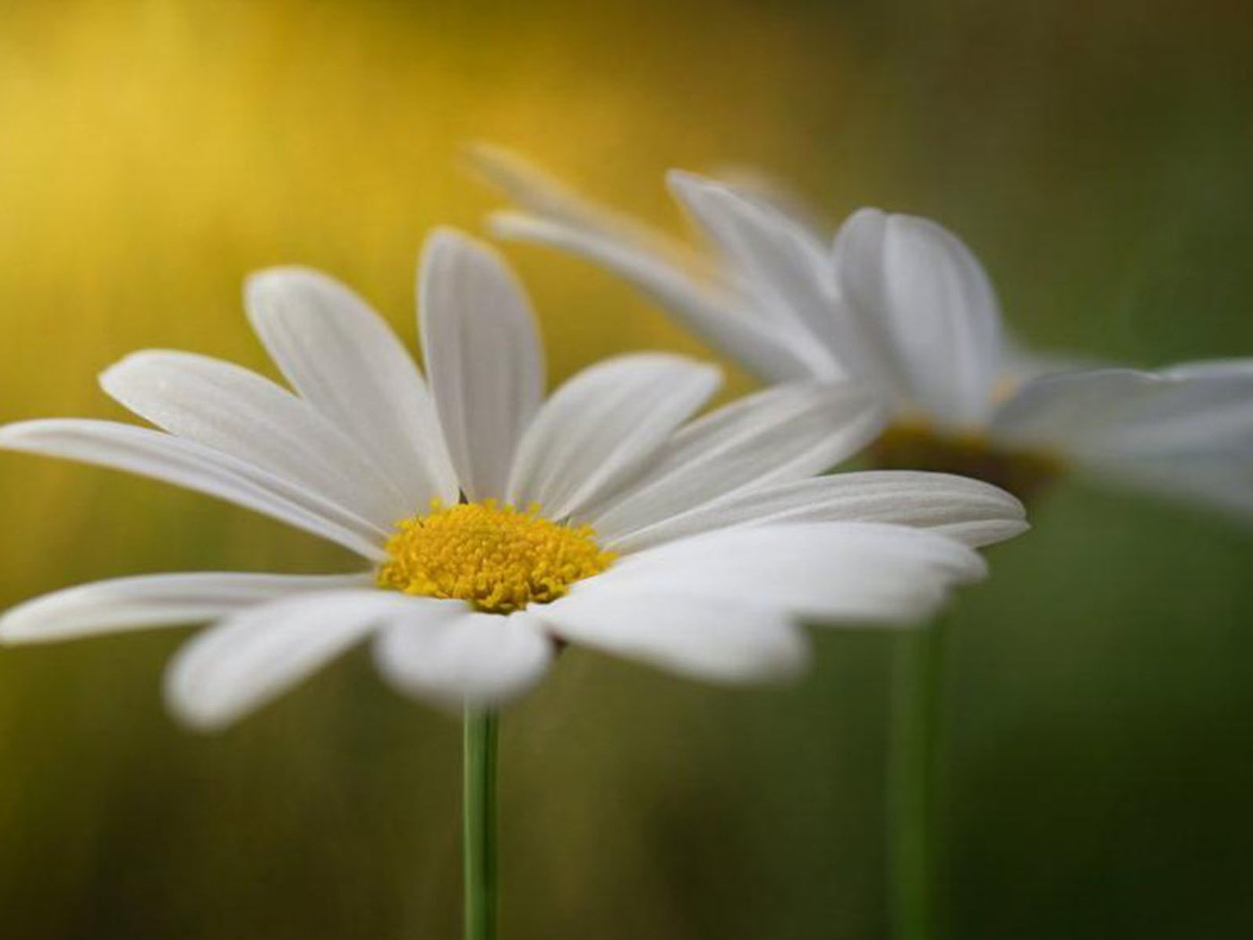 Обои ромашки, крупный план, на рабочий стол, chamomile, close-up, on the desktop разрешение 1920x1200 Загрузить