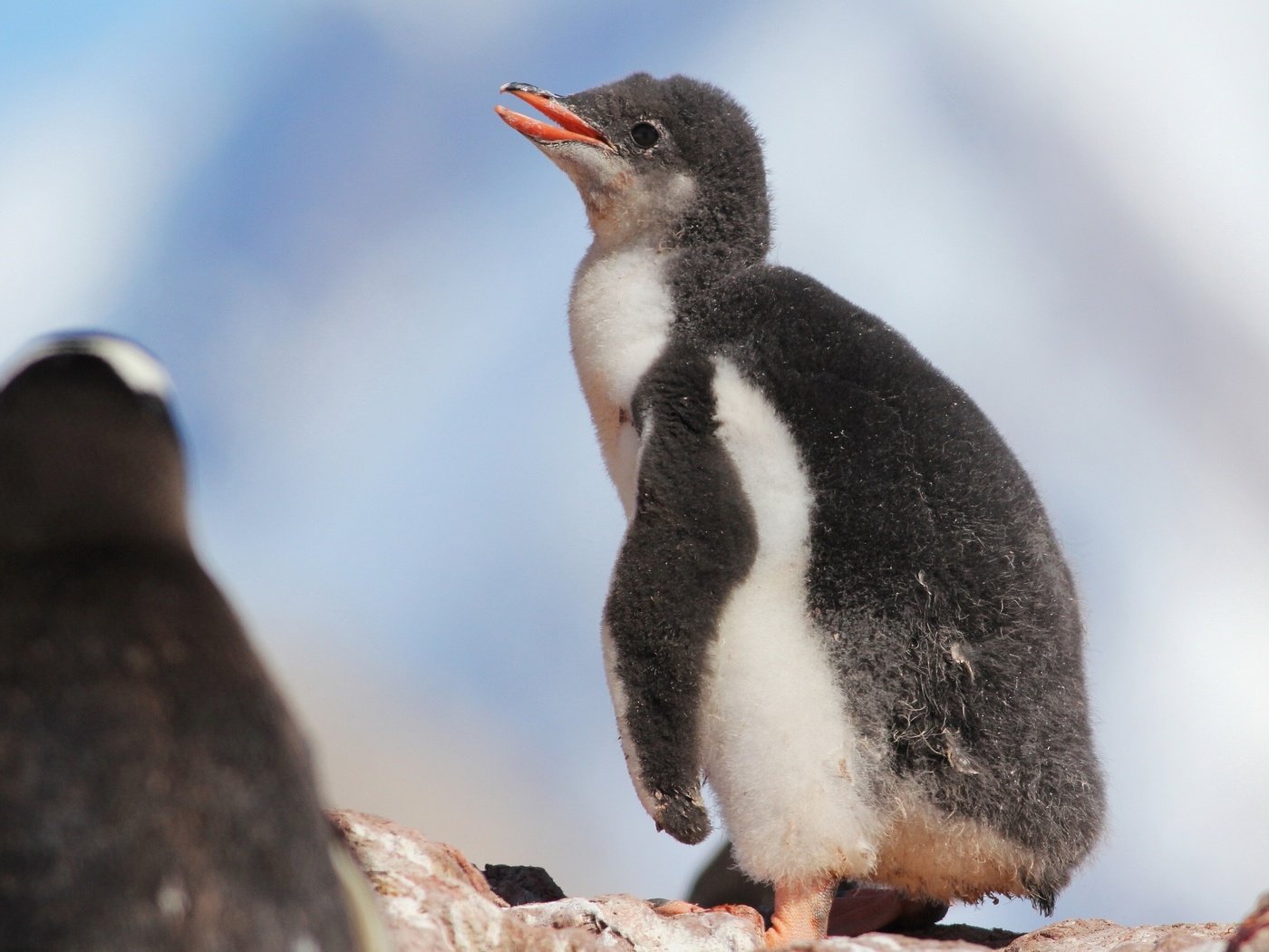 Обои птенец, птица, пингвин, малыш, пингвины, детеныш, пингвинёнок, chick, bird, penguin, baby, penguins, cub разрешение 2048x1536 Загрузить