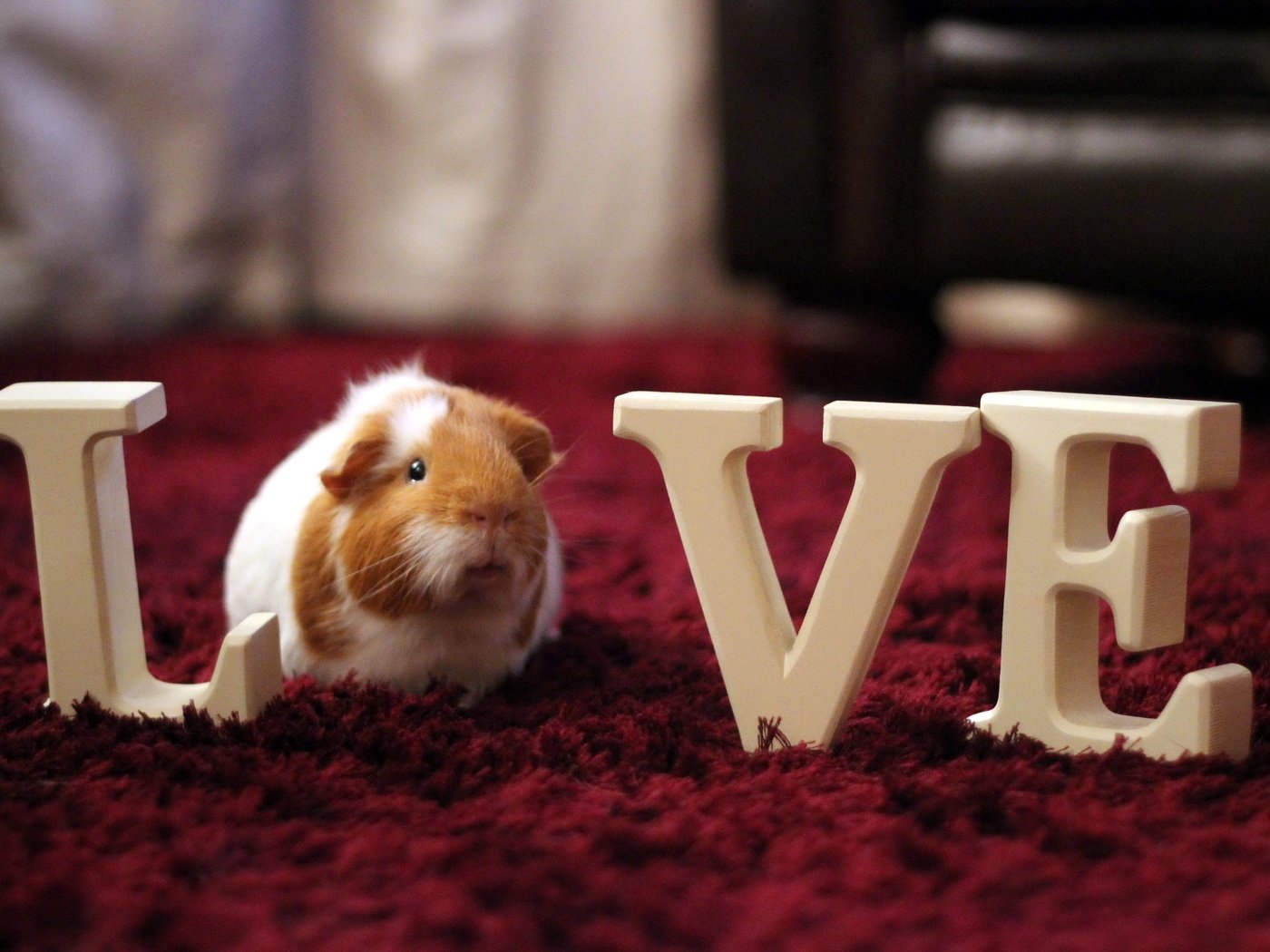 Обои любовь, морская свинка, домашнее животное, love, guinea pig, pet разрешение 2560x1707 Загрузить