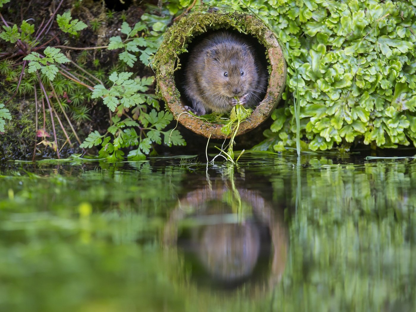 Обои вода, the rat molehill, растения, зеленая, труба, заводы, крыса, нора, водяная полёвка, грин, water, plants, green, pipe, rat, nora, water vole разрешение 2880x1920 Загрузить