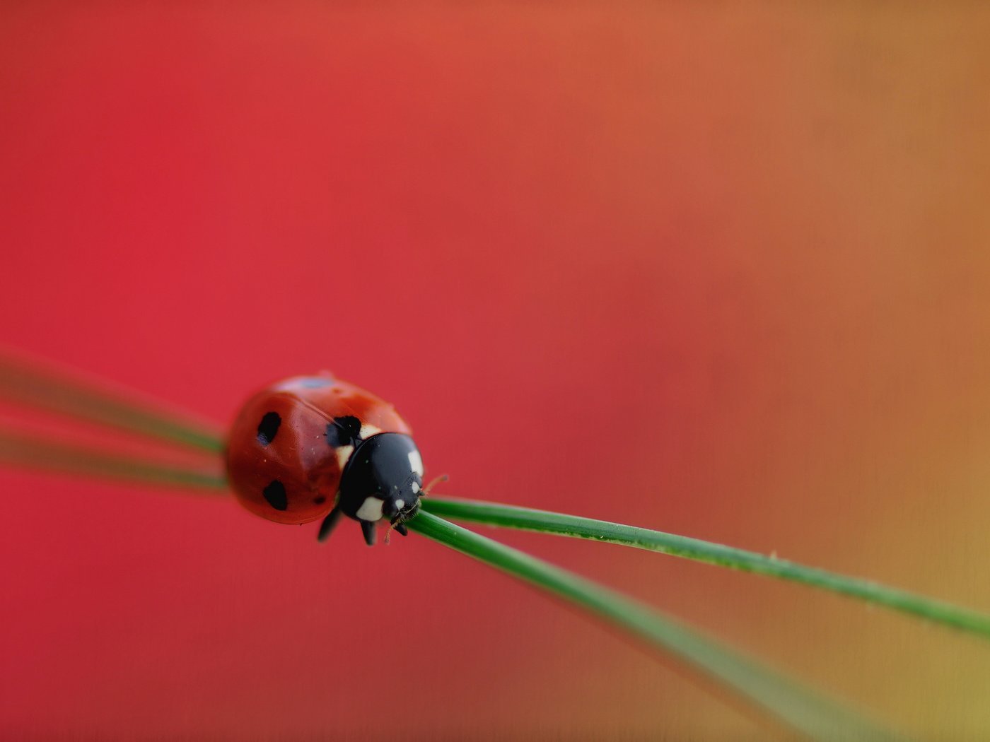 Обои трава, насекомое, божья коровка, растение, grass, insect, ladybug, plant разрешение 2048x1360 Загрузить