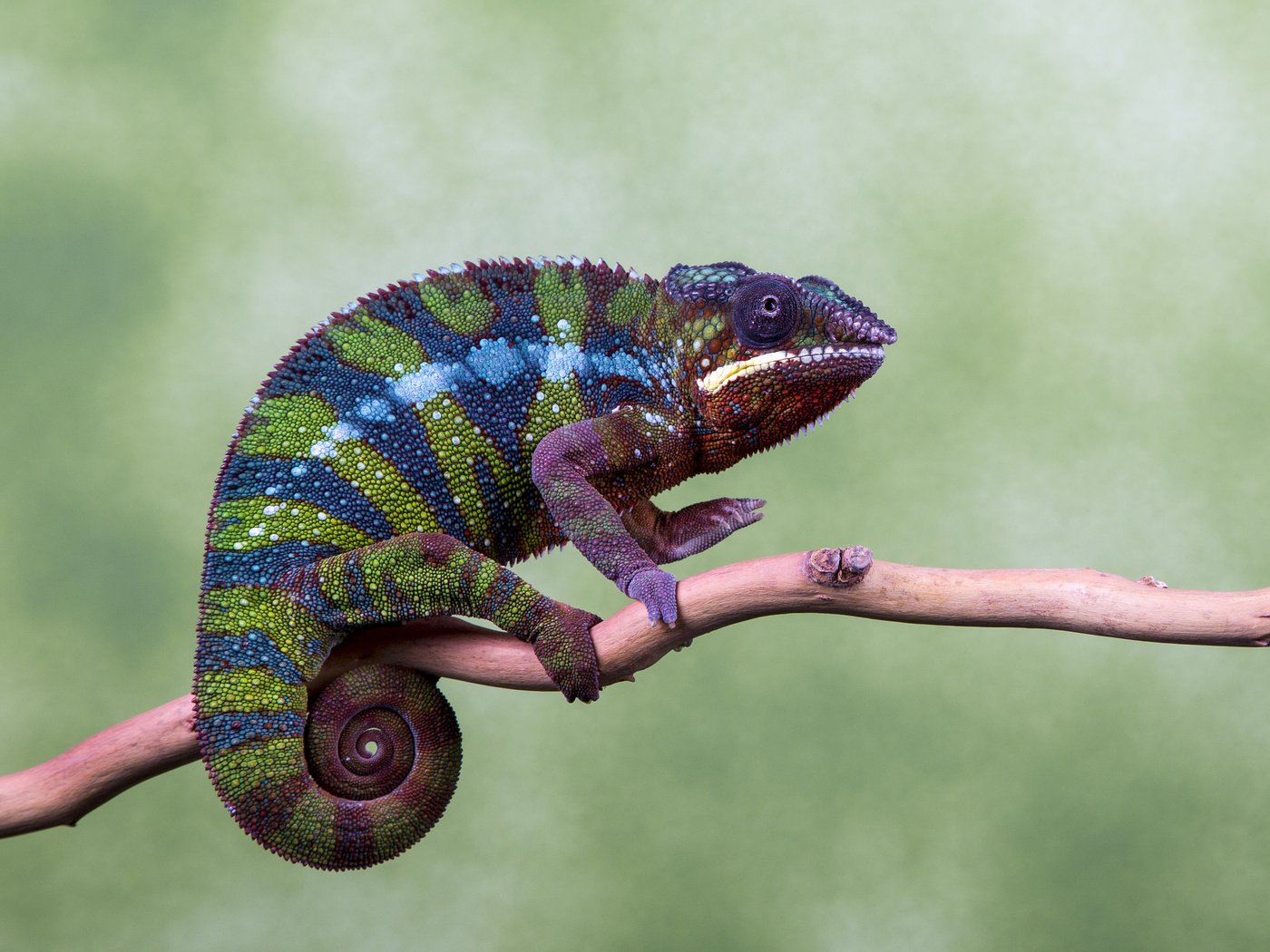 Обои глаза, ветка, природа, цвета, лапы, хамелеон, хвост, eyes, branch, nature, color, paws, chameleon, tail разрешение 2048x1463 Загрузить