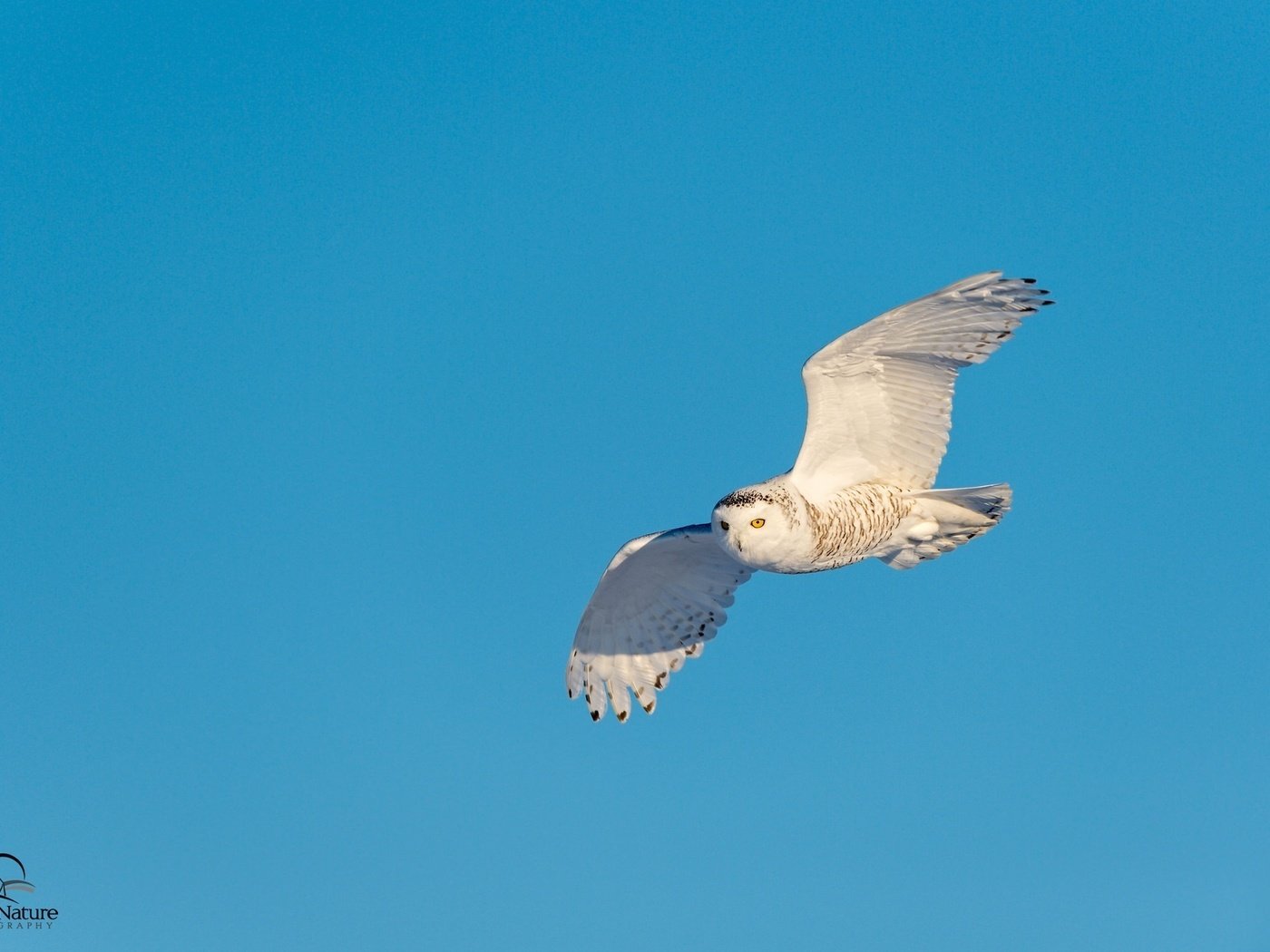 Обои небо, сова, полет, крылья, хищник, птица, полярная, the sky, owl, flight, wings, predator, bird, polar разрешение 2048x1363 Загрузить