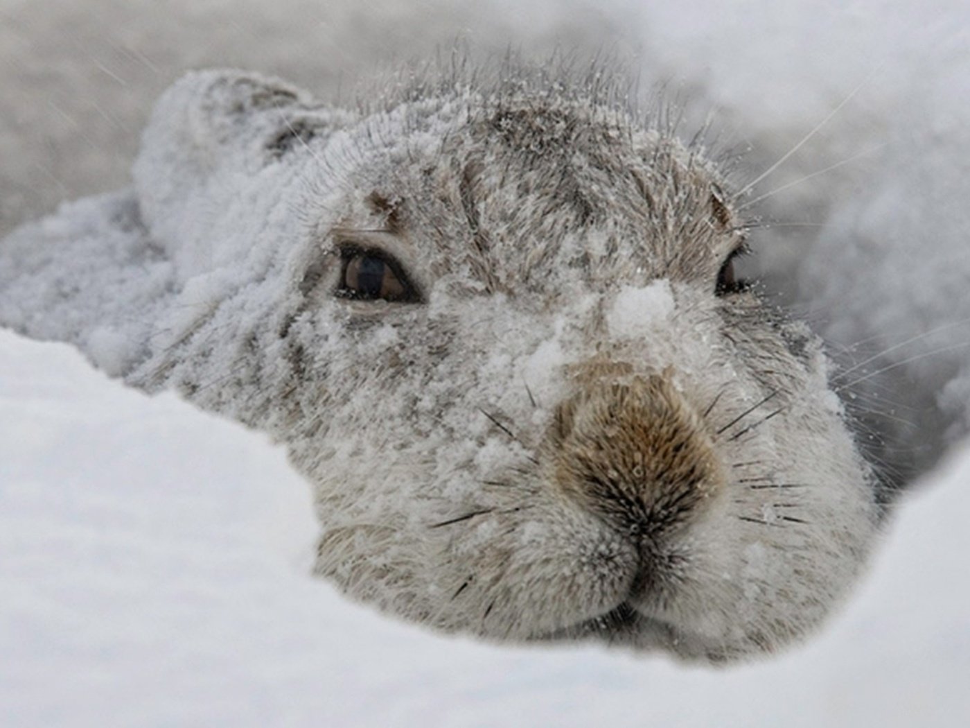 Обои снег, зима, мордочка, взгляд, заяц, заец, snow, winter, muzzle, look, hare, zayats разрешение 1920x1200 Загрузить