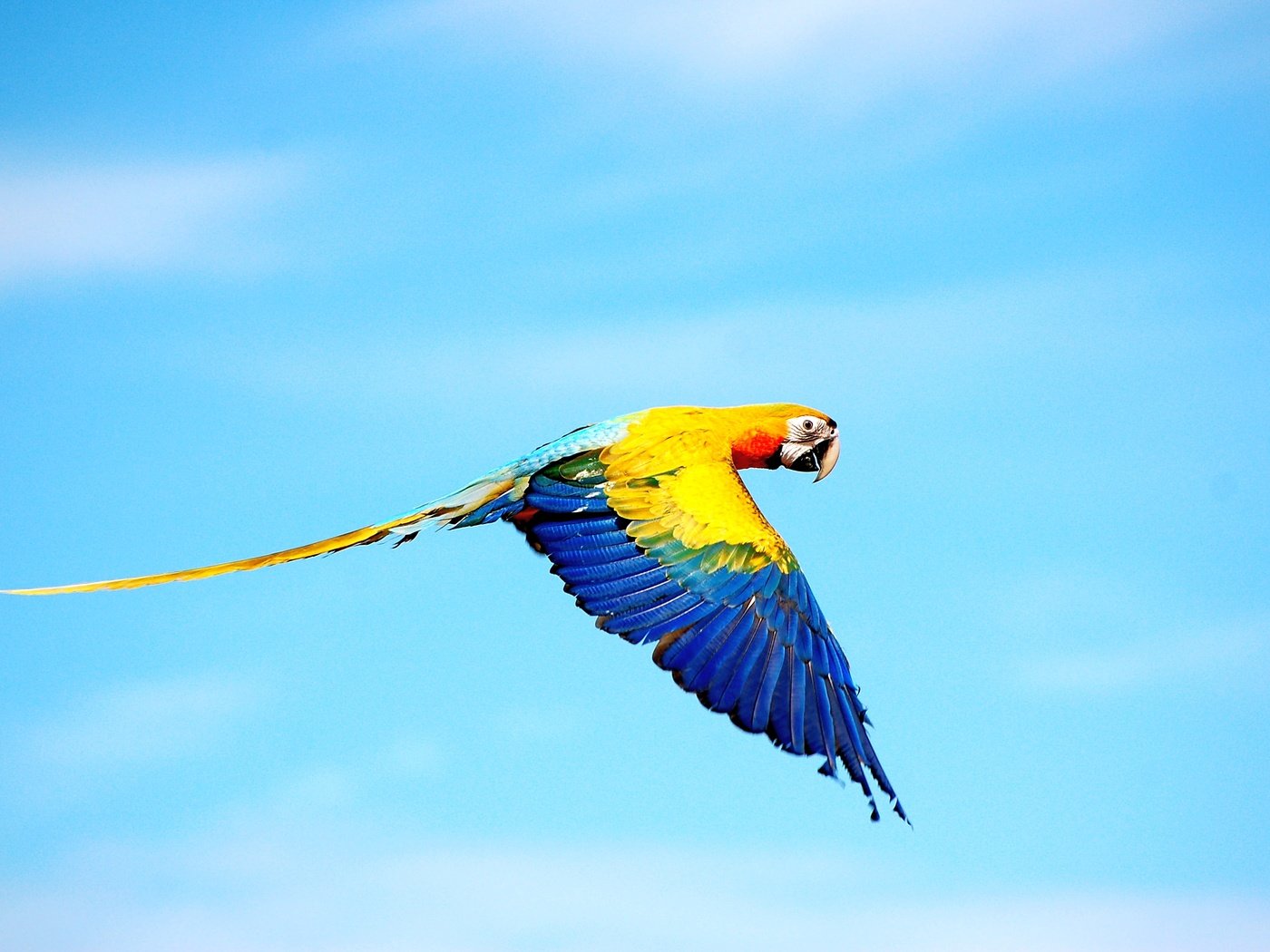 Обои небо, цвета, полет, крылья, птица, попугай, ара, the sky, color, flight, wings, bird, parrot, ara разрешение 3008x2000 Загрузить