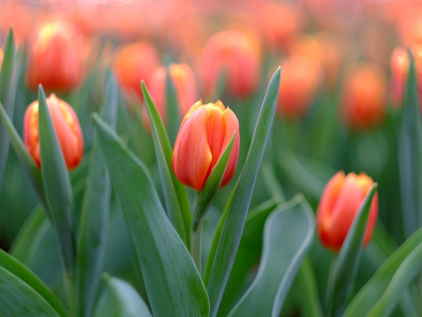 Обои бутоны, макро, тюльпаны, buds, macro, tulips разрешение 2048x1366 Загрузить
