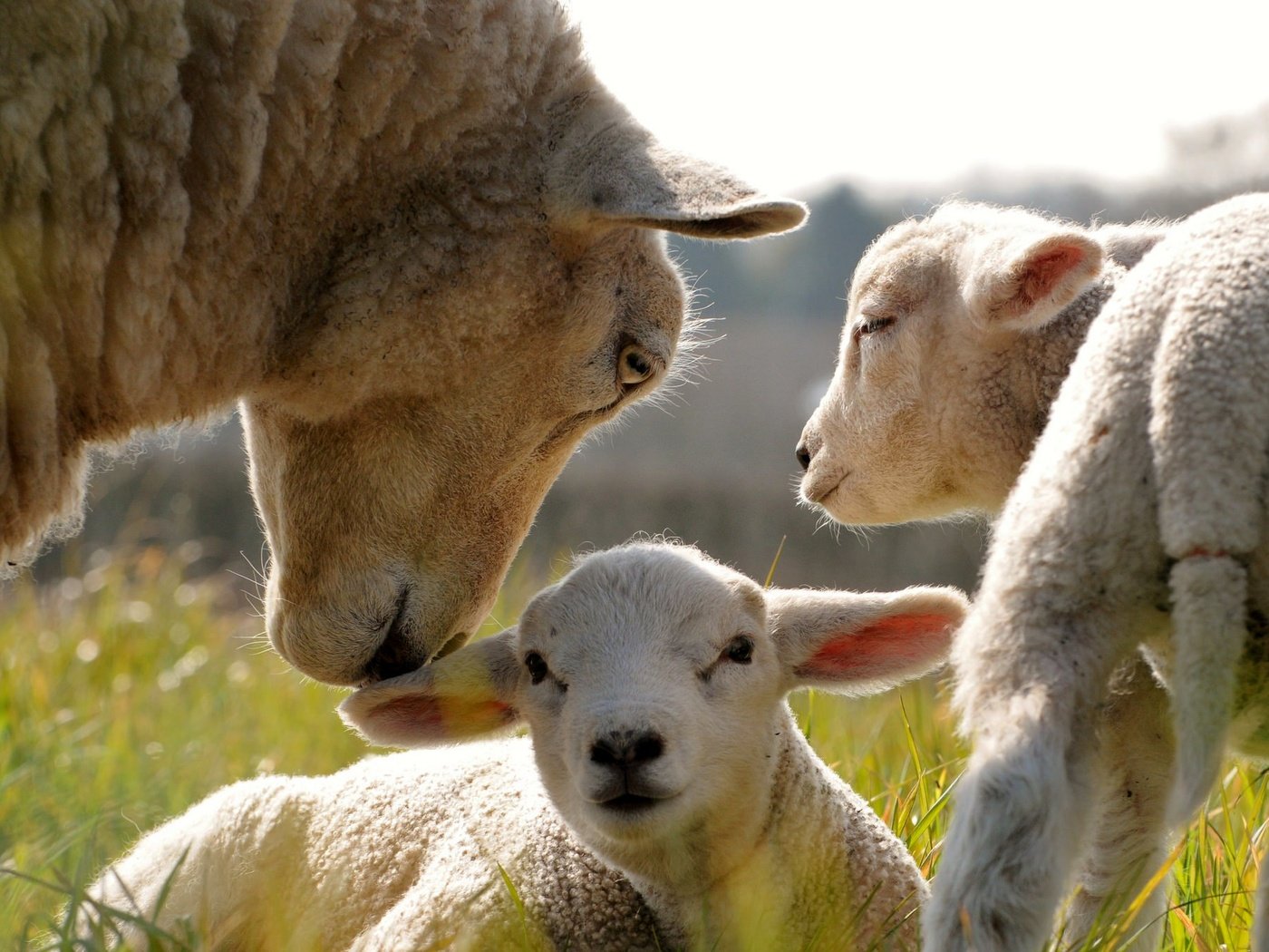 Обои трава, овечки, детеныши, овца, grass, sheep, cubs разрешение 2048x1360 Загрузить