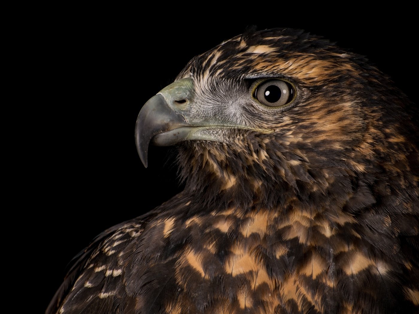 Обои орел, хищник, профиль, птица, клюв, черный фон, перья, eagle, predator, profile, bird, beak, black background, feathers разрешение 2048x1293 Загрузить