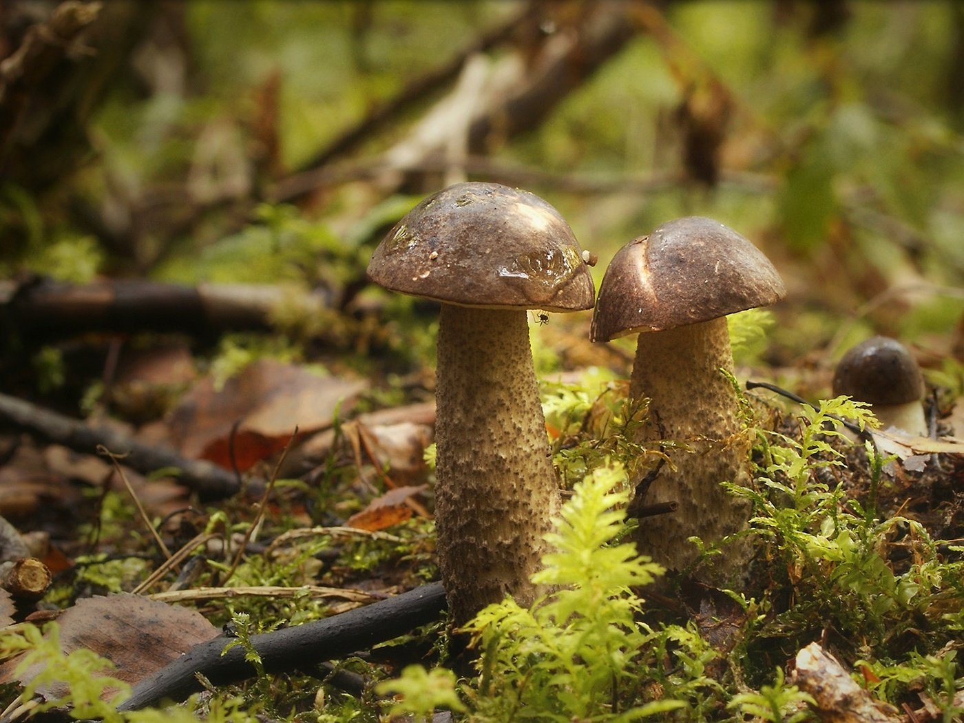 Обои лес, грибы, паучок, forest, mushrooms, spider разрешение 1960x1086 Загрузить