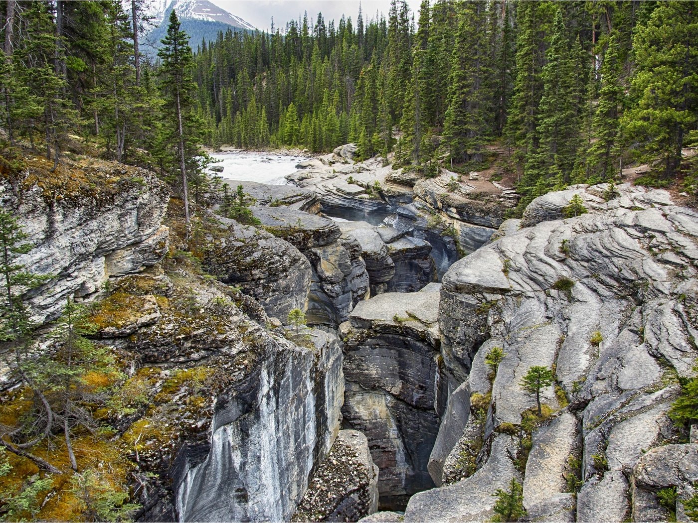 Обои деревья, национальный парк банф, горы, mistaya canyon, скалы, камни, лес, ручей, канада, провинция альберта, trees, banff national park, mountains, at mistaya canyon, rocks, stones, forest, stream, canada, alberta разрешение 2880x1920 Загрузить