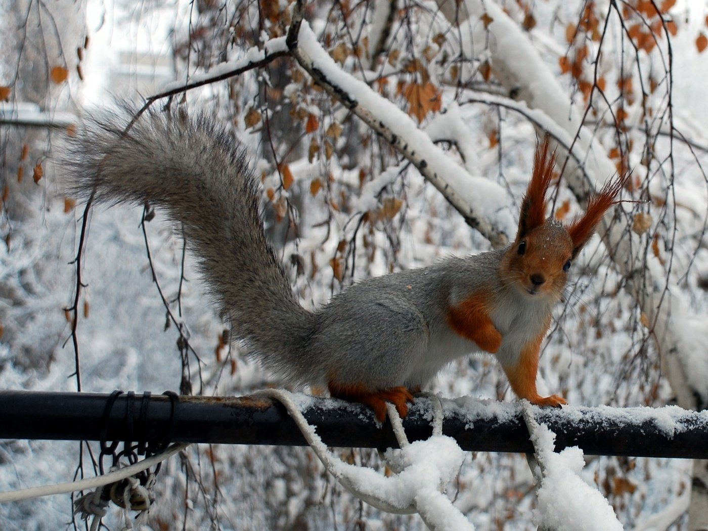 Обои зима, ветки, белка, хвост, белочка, грызун, winter, branches, protein, tail, squirrel, rodent разрешение 2150x1401 Загрузить
