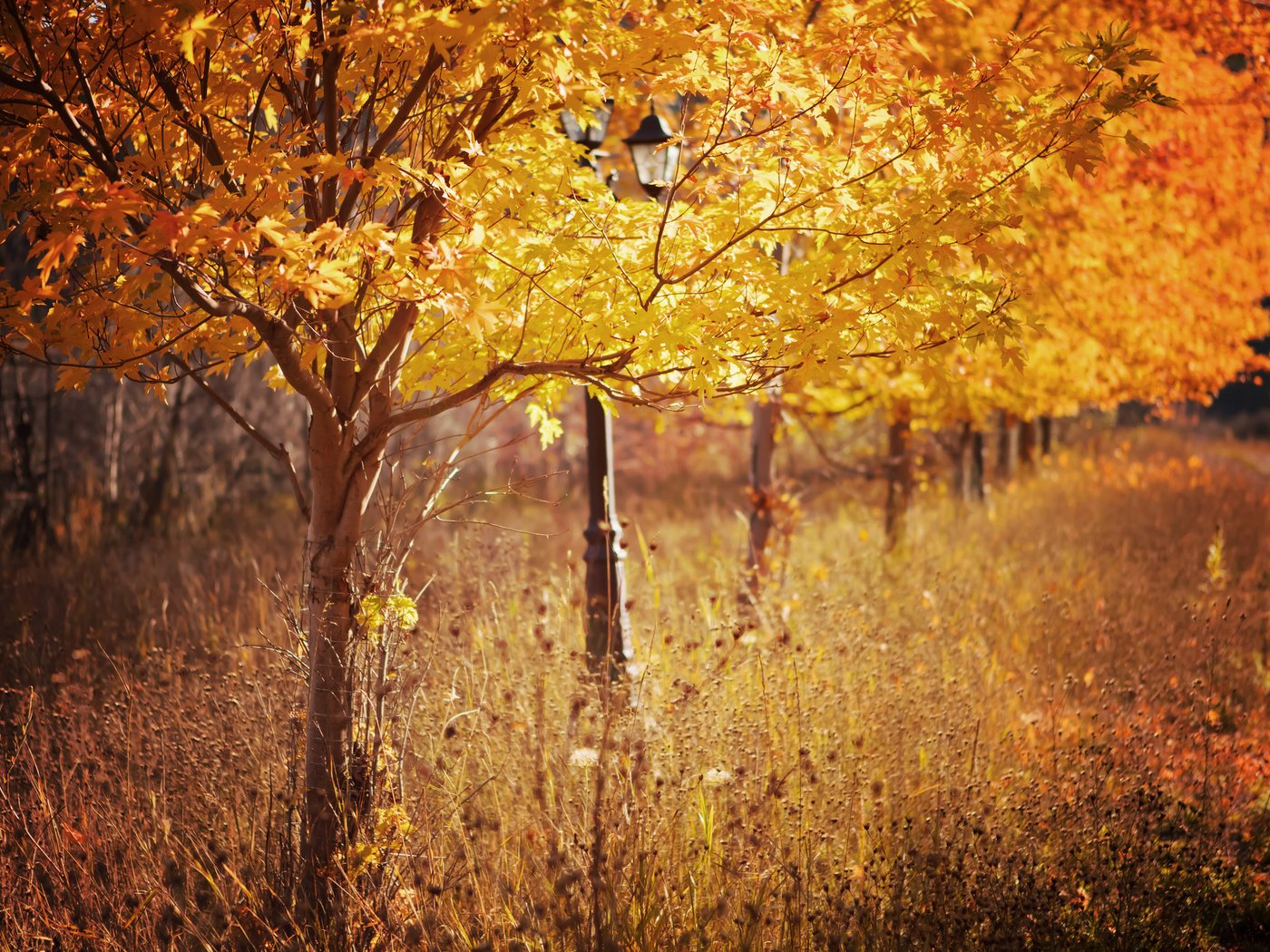 Обои деревья, листья, парк, осень, фонарь, сухая трава, trees, leaves, park, autumn, lantern, dry grass разрешение 2048x1365 Загрузить