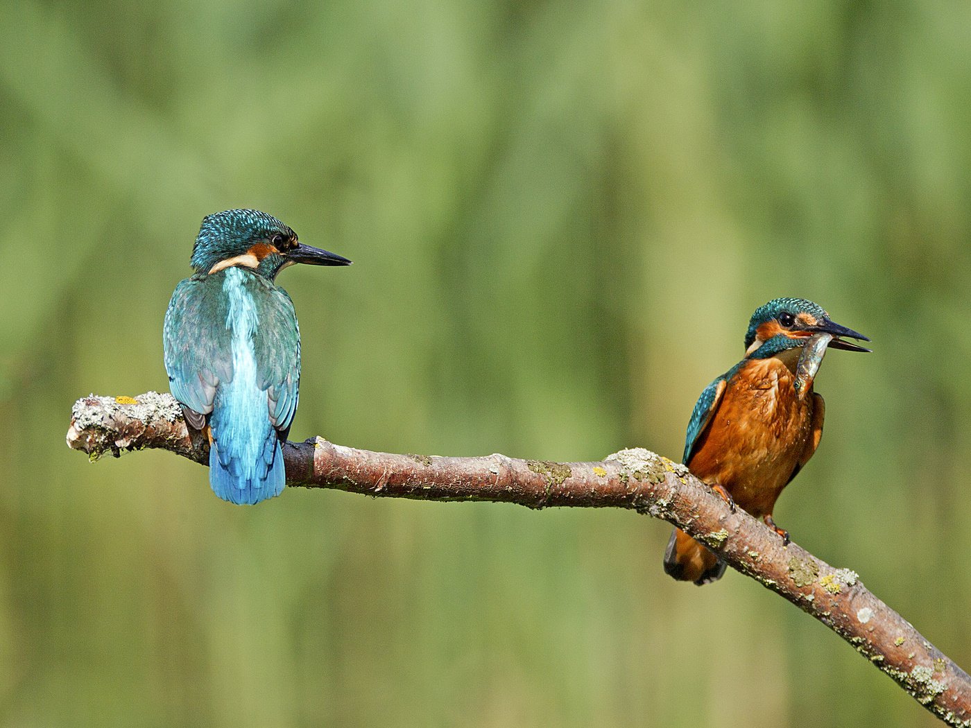 Обои ветка, природа, фон, птицы, зимородок, branch, nature, background, birds, kingfisher разрешение 2048x1420 Загрузить