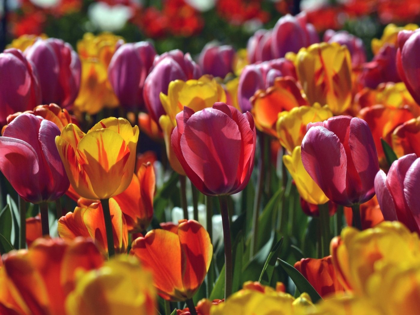 Обои макро, лепестки, тюльпаны, macro, petals, tulips разрешение 1920x1275 Загрузить