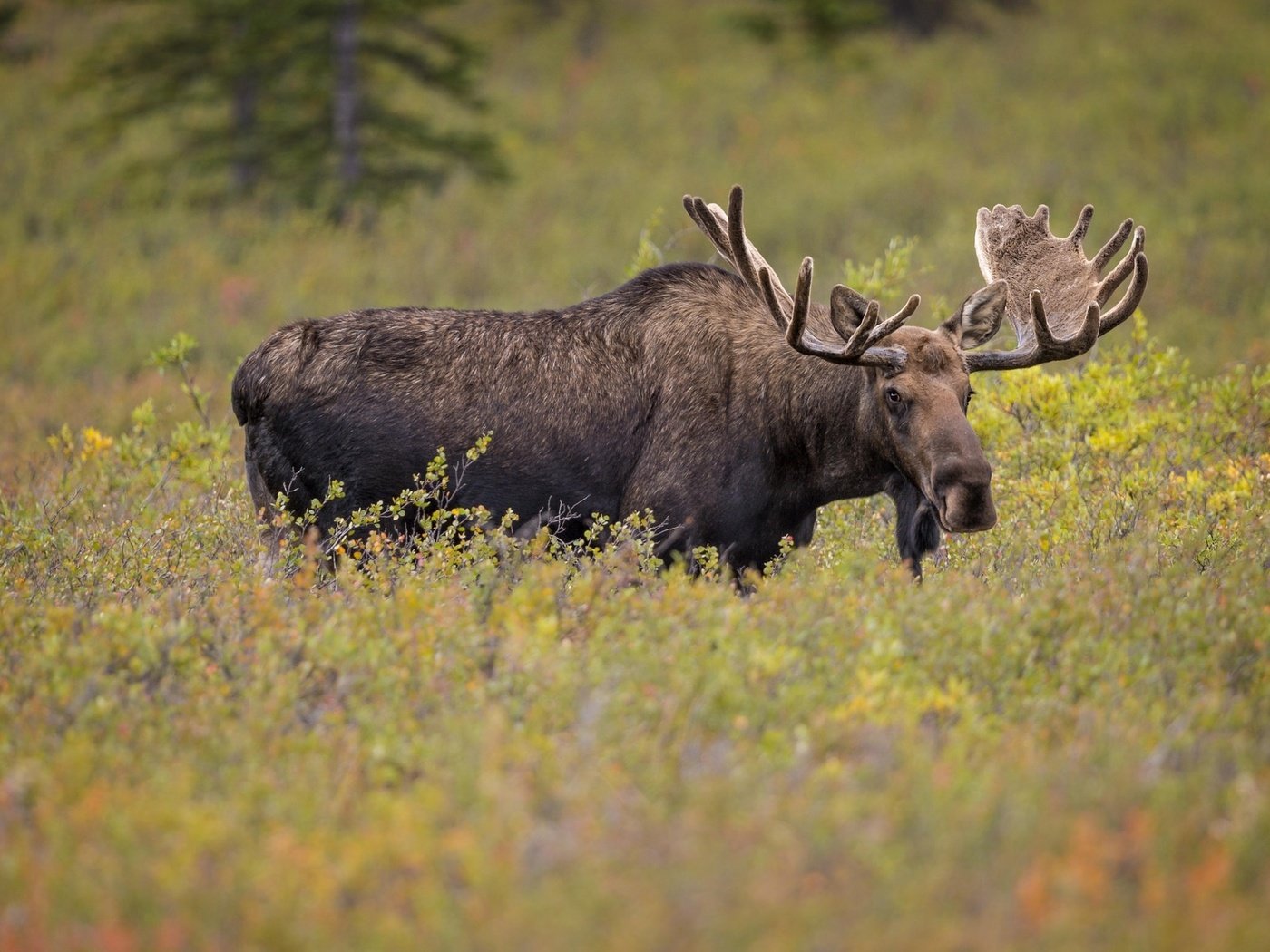 Обои рога, лось, сохатый, horns, moose, elk разрешение 2048x1240 Загрузить