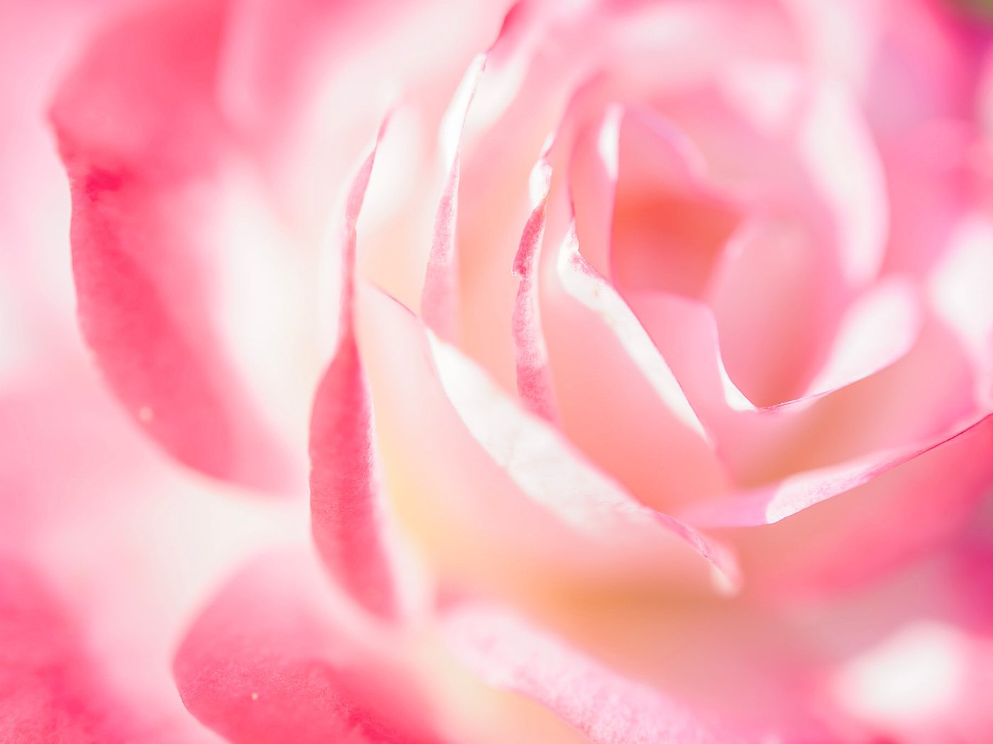 Обои макро, роза, лепестки, нежность, macro, rose, petals, tenderness разрешение 2048x1363 Загрузить