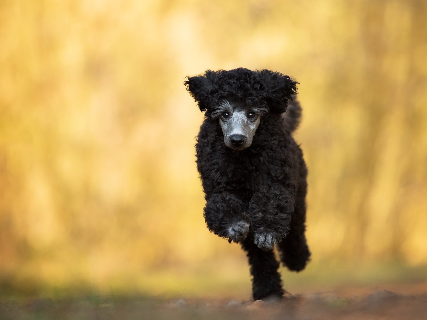 Обои взгляд, собака, друг, бег, пудель, look, dog, each, running, poodle разрешение 2047x1284 Загрузить