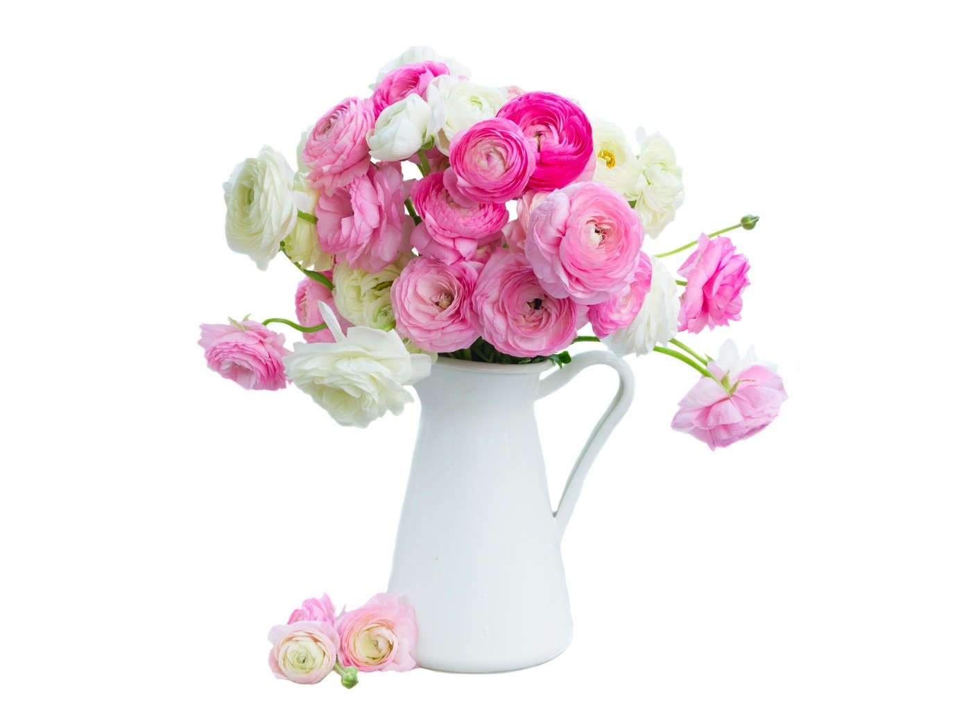 Обои цветы, розовые, белая, красива,  цветы, ранункулюс, лютики, пинк, flowers, pink, white, beautiful, ranunculus, buttercups разрешение 6000x4000 Загрузить