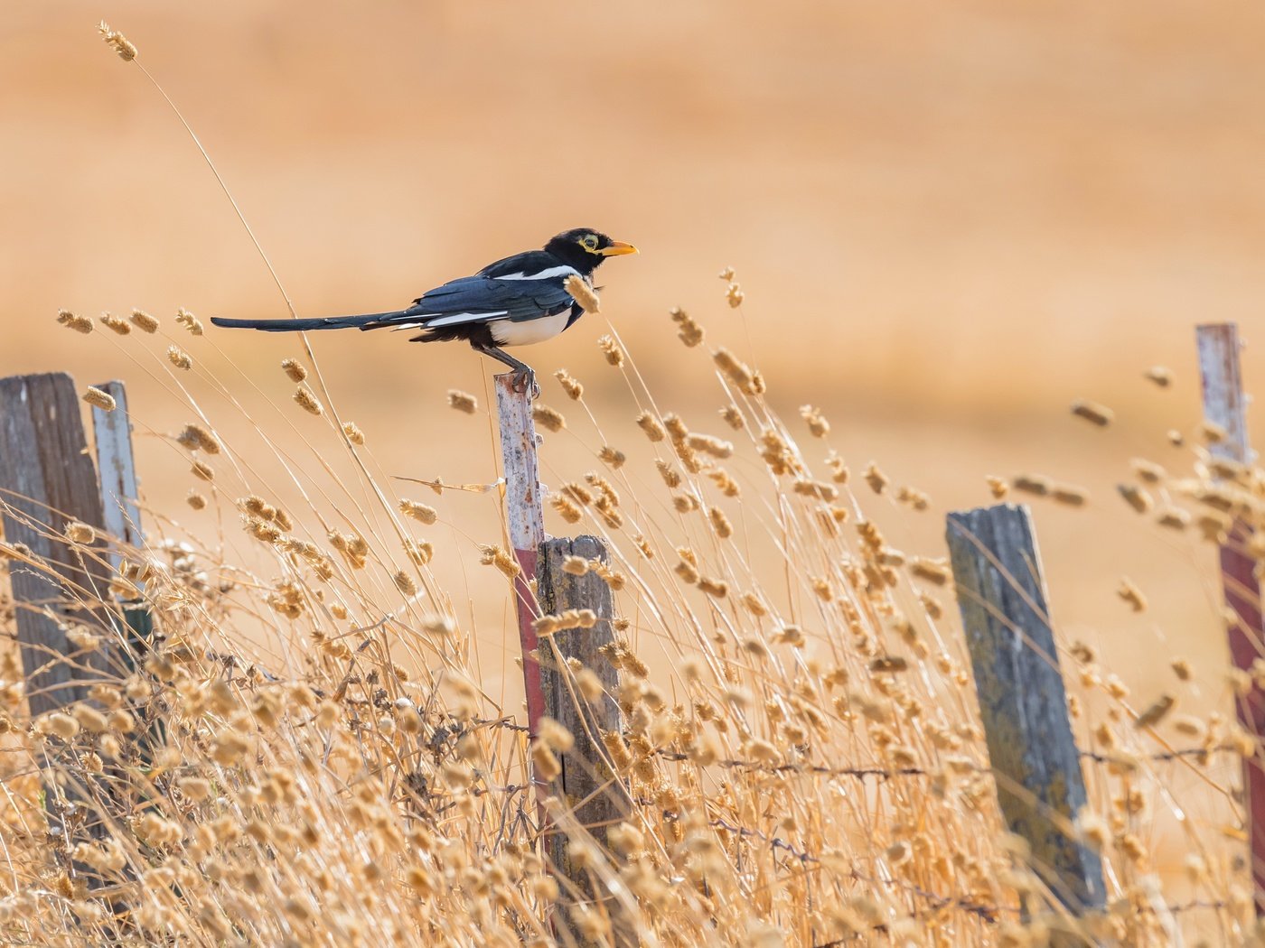 Обои лето, забор, птица, сорока, yellow-billed magpie, ка­ли­фор­нийс­кая, summer, the fence, bird, forty, california разрешение 3985x2687 Загрузить