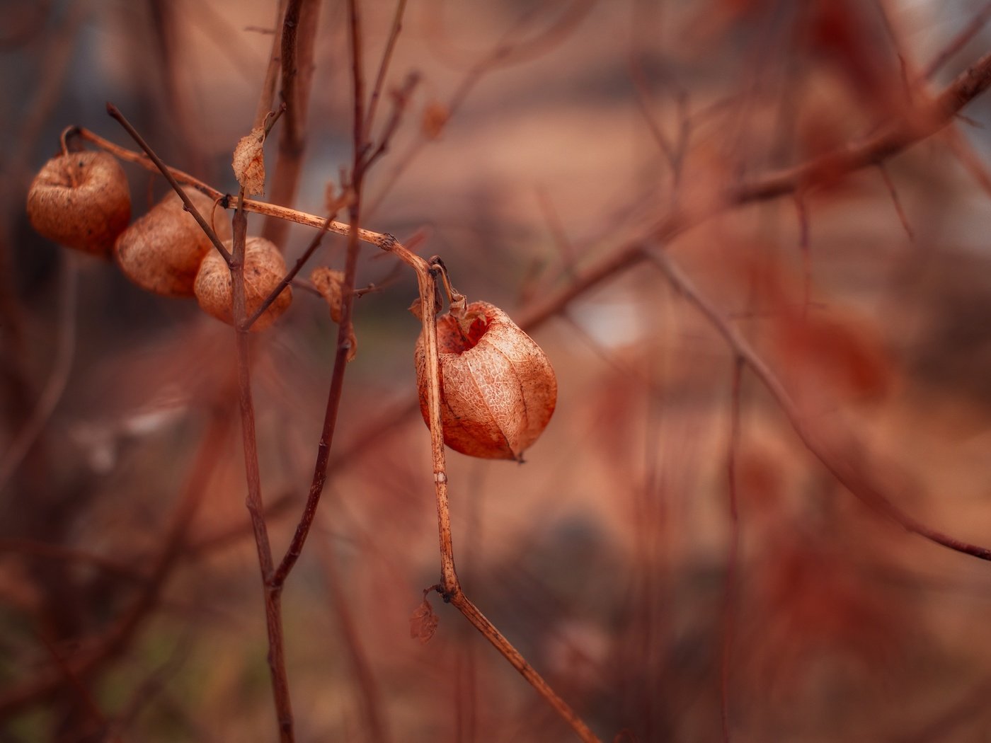 Обои природа, макро, цветок, ветки, растение, физалис, nature, macro, flower, branches, plant, physalis разрешение 5472x3648 Загрузить