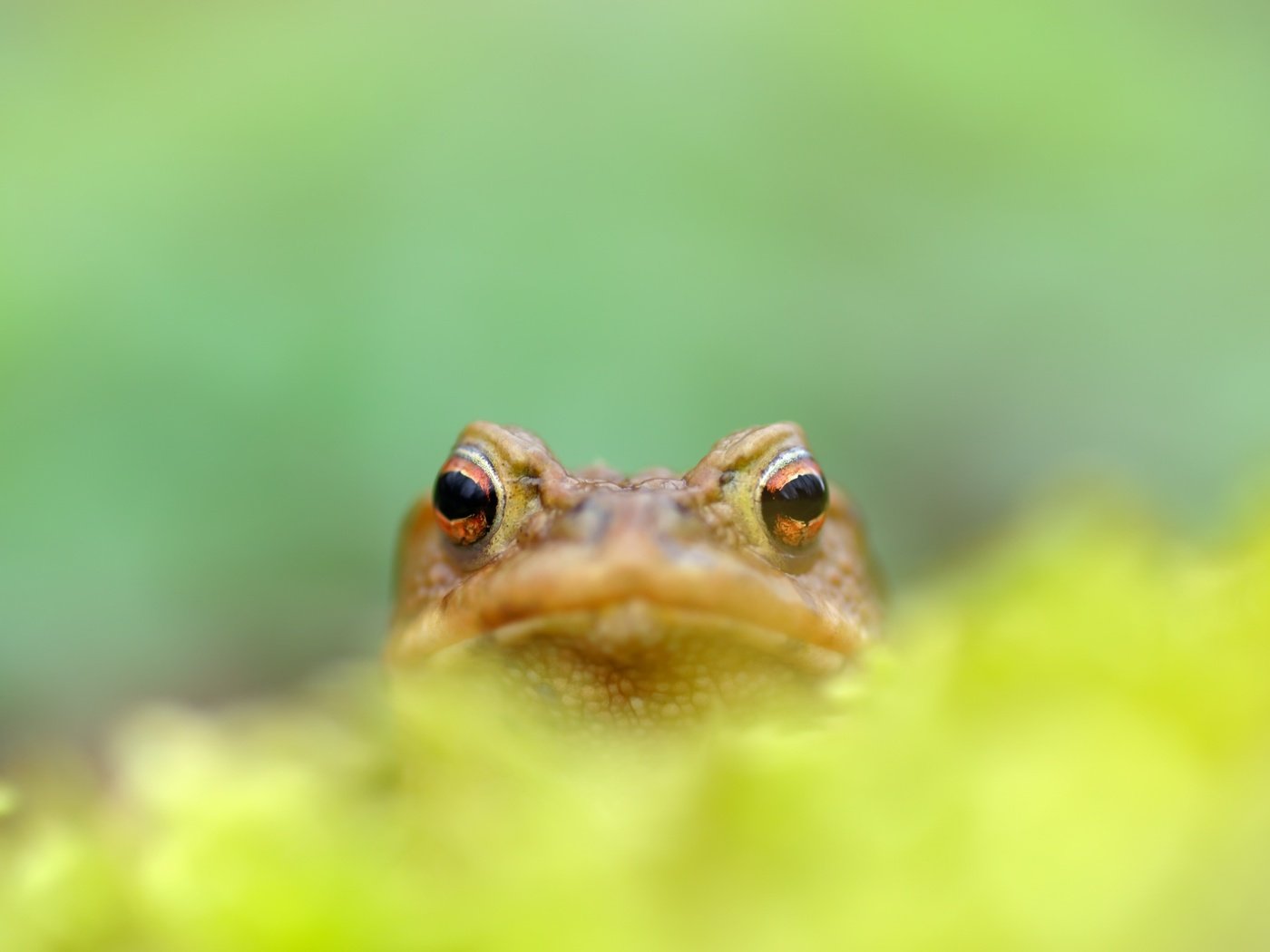 Обои природа, фон, размытость, лягушка, земноводные, nature, background, blur, frog, amphibians разрешение 2560x1709 Загрузить