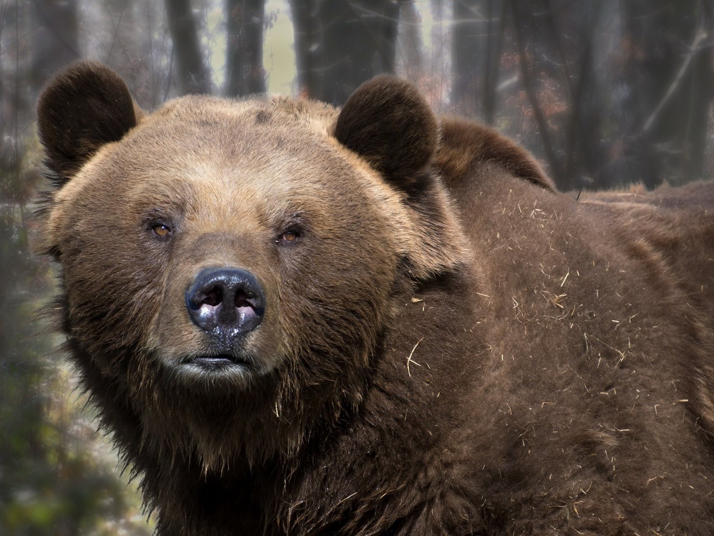 Обои природа, фон, медведь, nature, background, bear разрешение 2048x1365 Загрузить