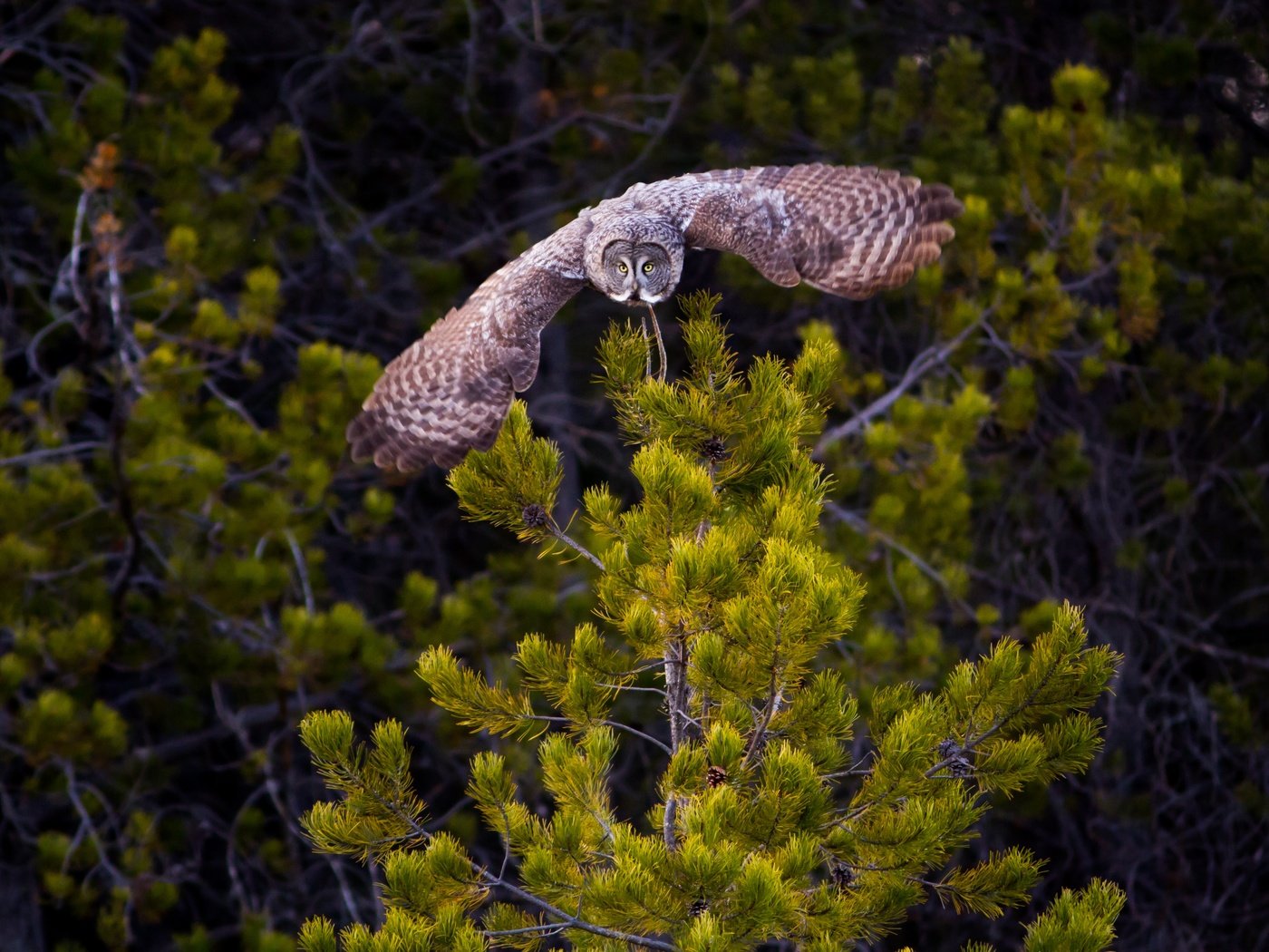 Обои сова, природа, лес, полет, крылья, птица, неясыть, owl, nature, forest, flight, wings, bird разрешение 4222x2815 Загрузить