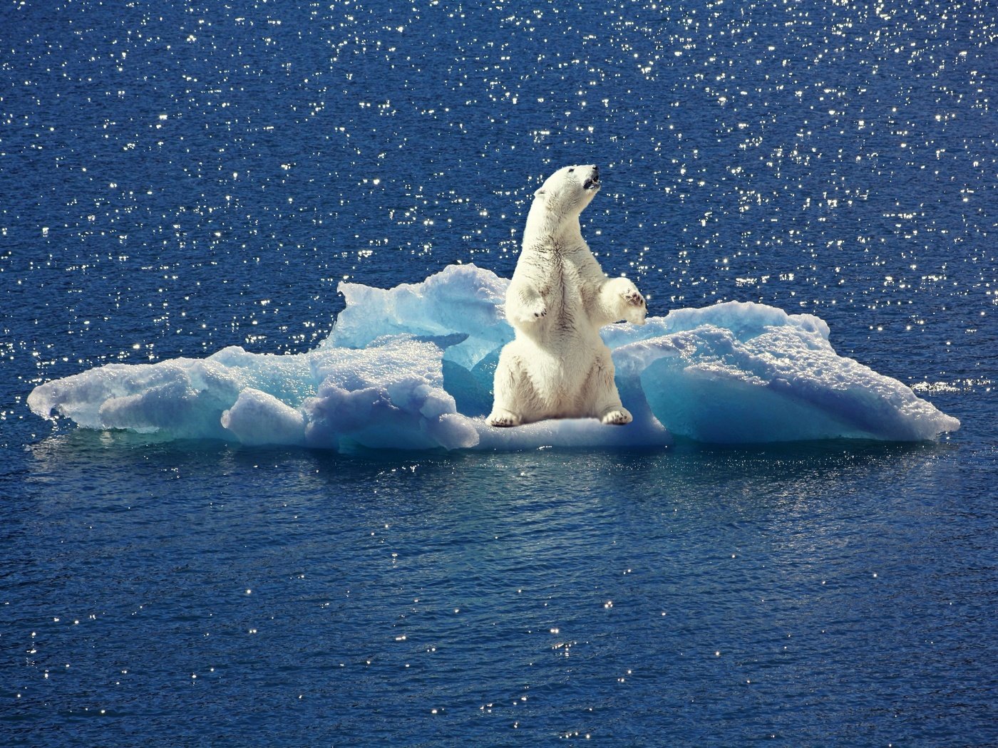 Обои вода, полярный медведь, белый медведь, льдина, water, polar bear, floe разрешение 3888x2592 Загрузить