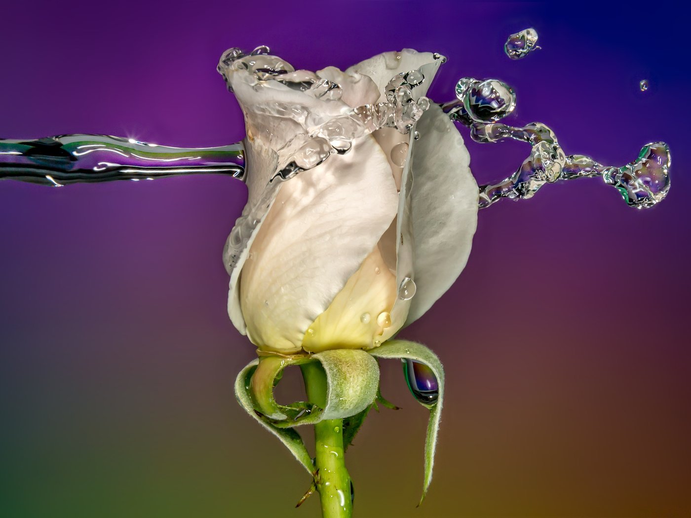 Обои вода, sophiaspurgin, фон, цветок, капли, роза, бутон, всплеск, белая, water, background, flower, drops, rose, bud, splash, white разрешение 3813x2542 Загрузить