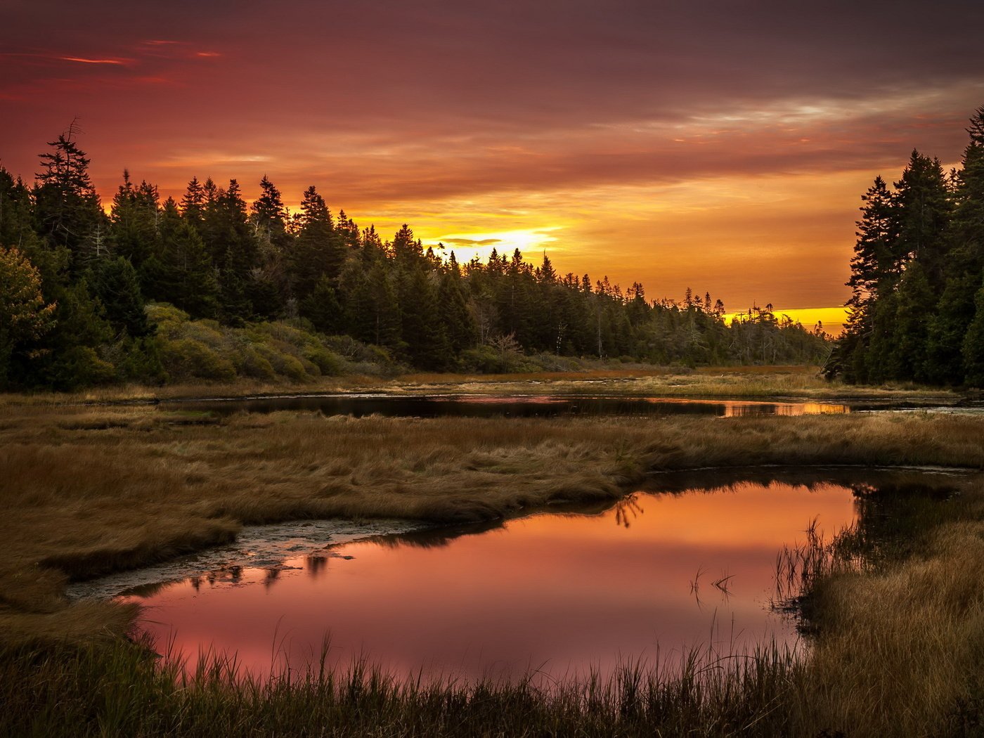 Обои небо, трава, озеро, лес, закат, the sky, grass, lake, forest, sunset разрешение 2560x1600 Загрузить