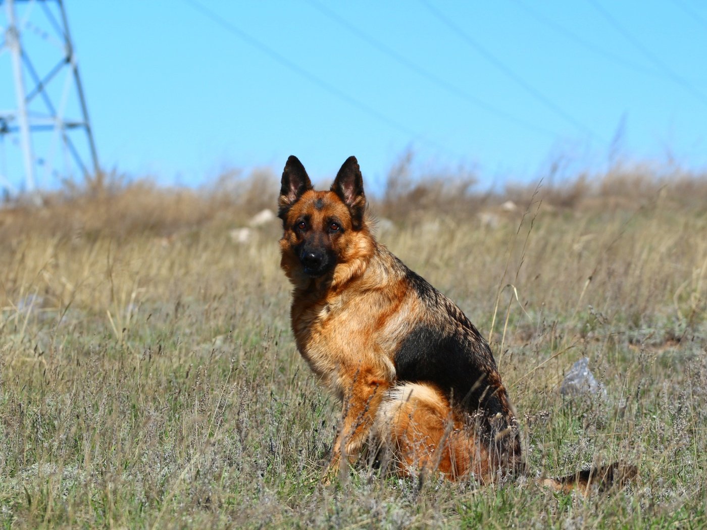 Обои морда, взгляд, собака, степь, немецкая овчарка, овчарка, face, look, dog, the steppe, german shepherd, shepherd разрешение 1920x1280 Загрузить