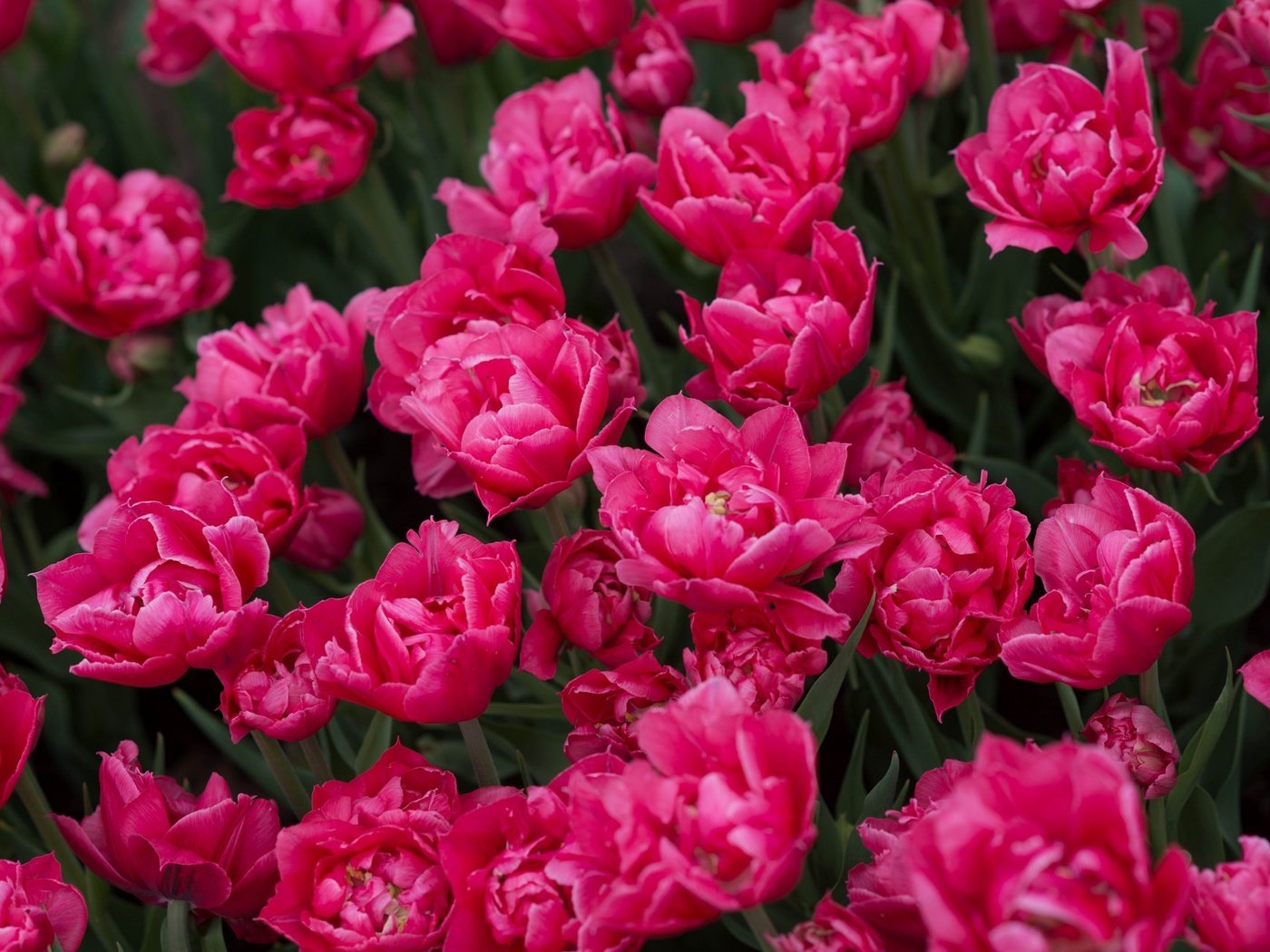 Обои цветы, бутоны, весна, тюльпаны, много, flowers, buds, spring, tulips, a lot разрешение 2048x1289 Загрузить