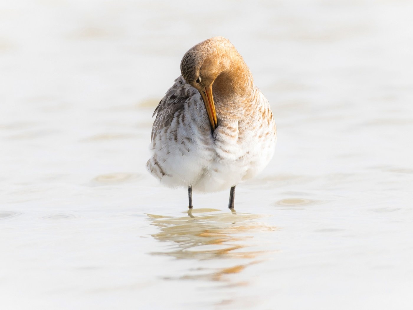 Обои вода, птица, клюв, большой веретенник, water, bird, beak, black-tailed godwit разрешение 2048x1266 Загрузить