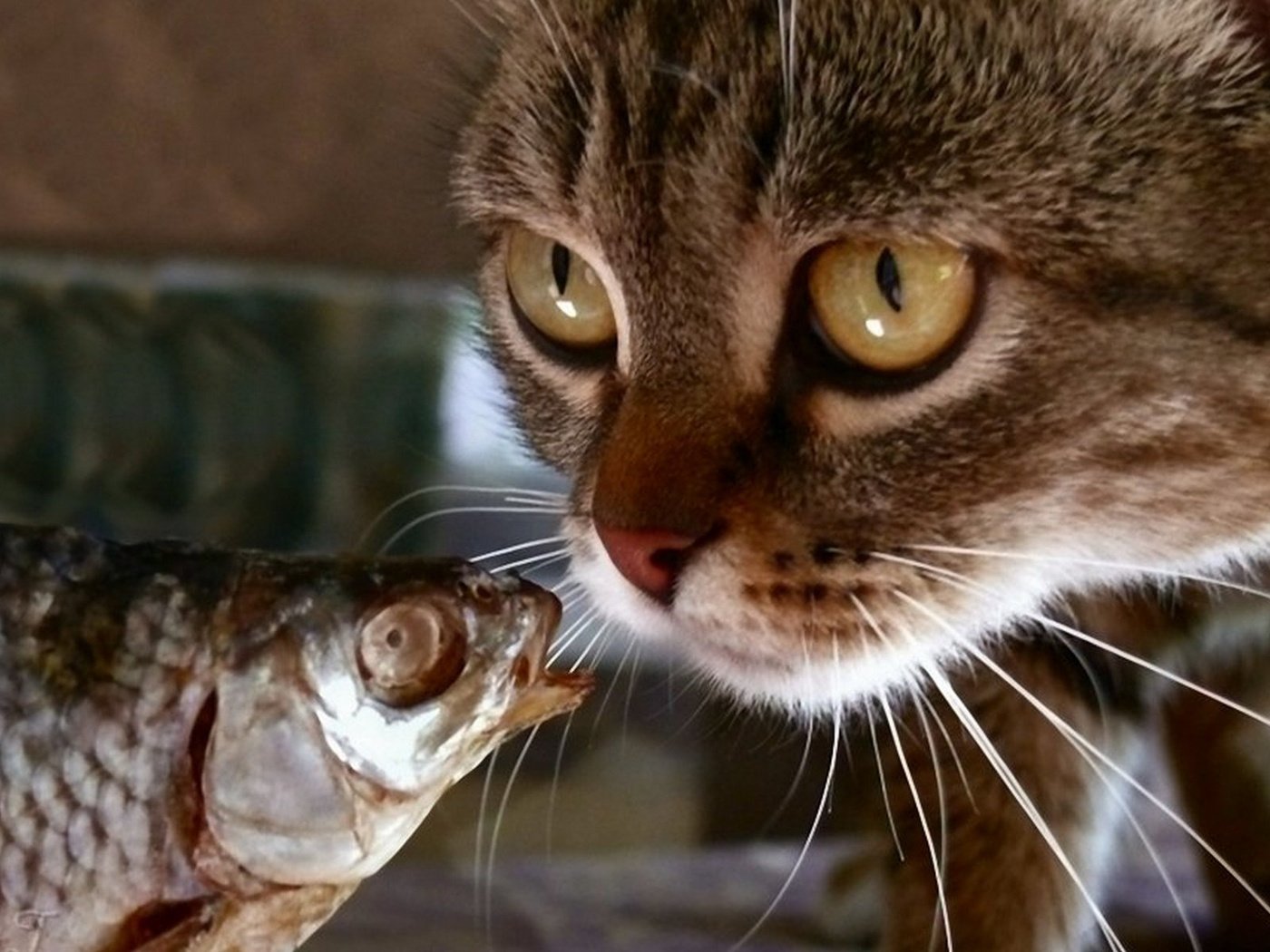 Обои кот, мордочка, кошка, взгляд, рыбка, рыба, cat, muzzle, look, fish разрешение 1920x1200 Загрузить