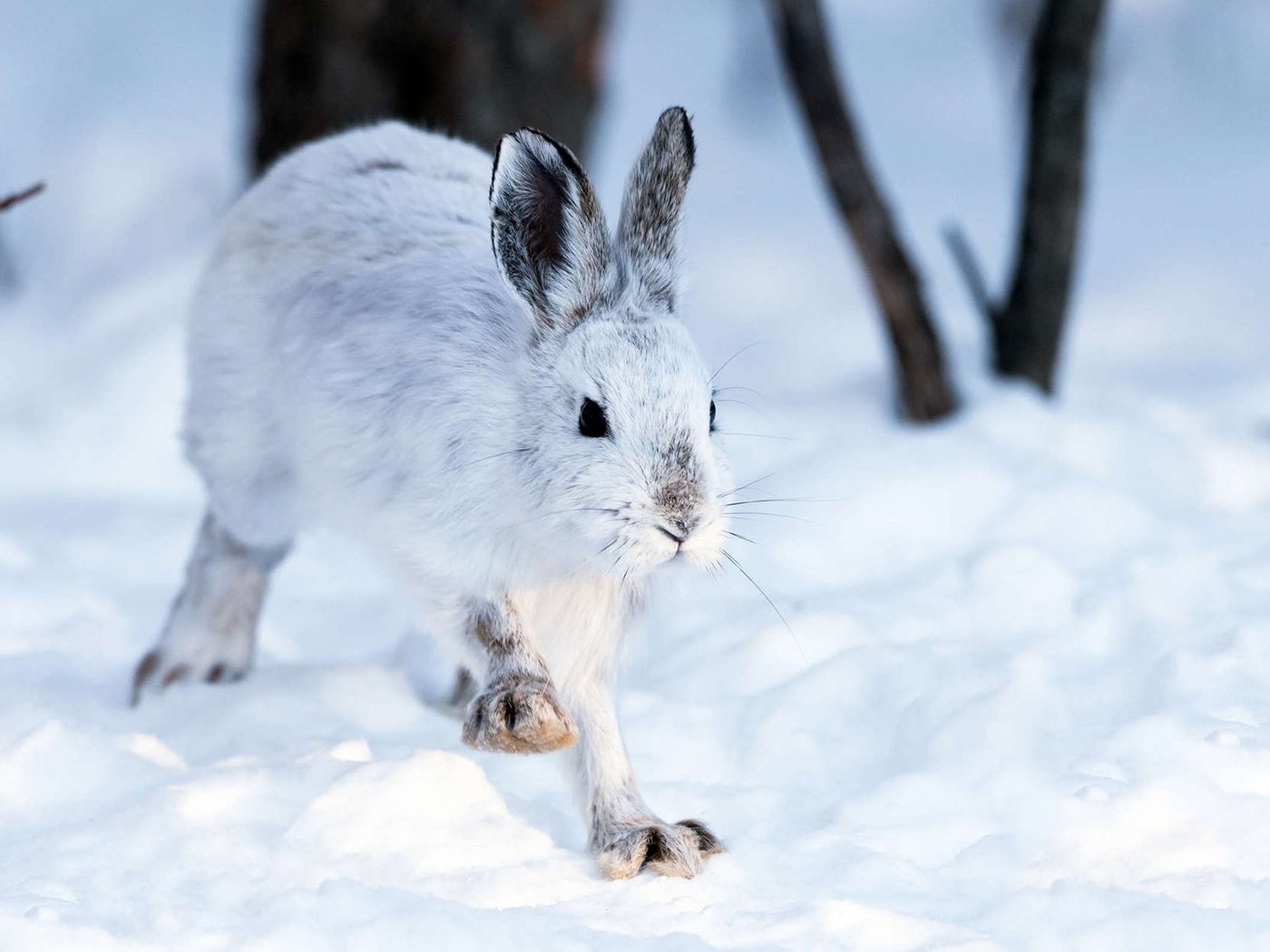 Обои снег, зима, кролик, животное, заяц, snow, winter, rabbit, animal, hare разрешение 1920x1200 Загрузить