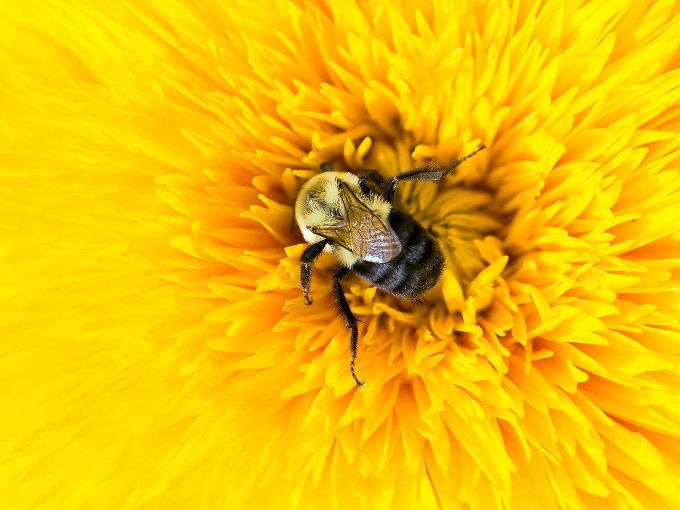 Обои желтый, макро, насекомое, цветок, лепестки, пчела, шмель, yellow, macro, insect, flower, petals, bee, bumblebee разрешение 2048x1152 Загрузить