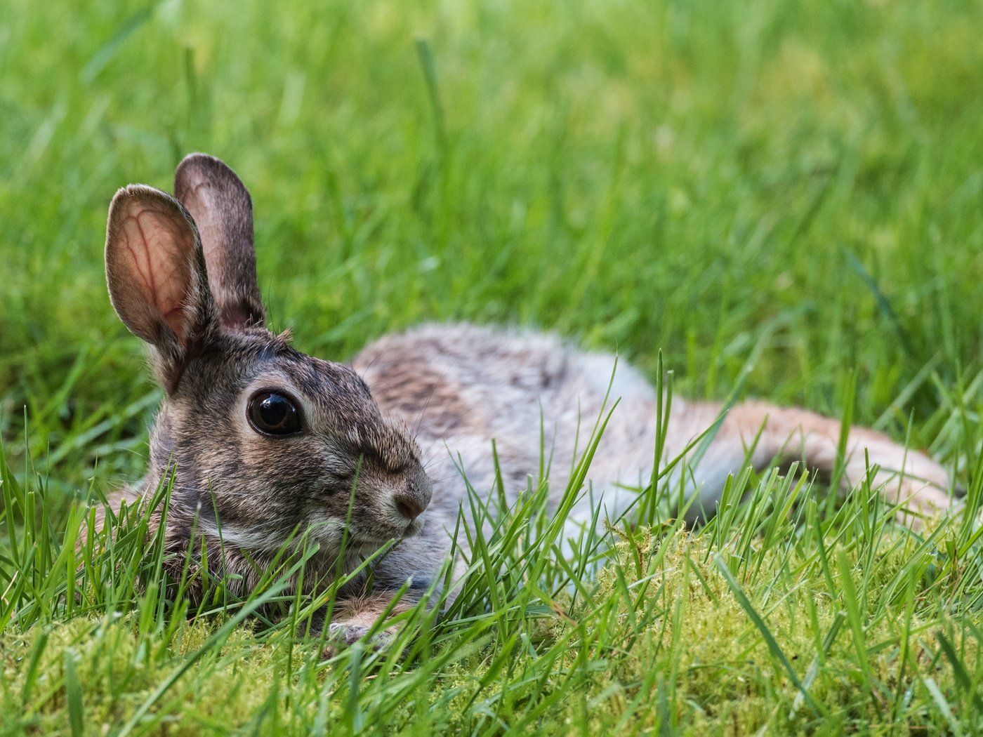 Обои трава, природа, животное, уши, заяц, зайчик, grass, nature, animal, ears, hare, bunny разрешение 3637x2428 Загрузить