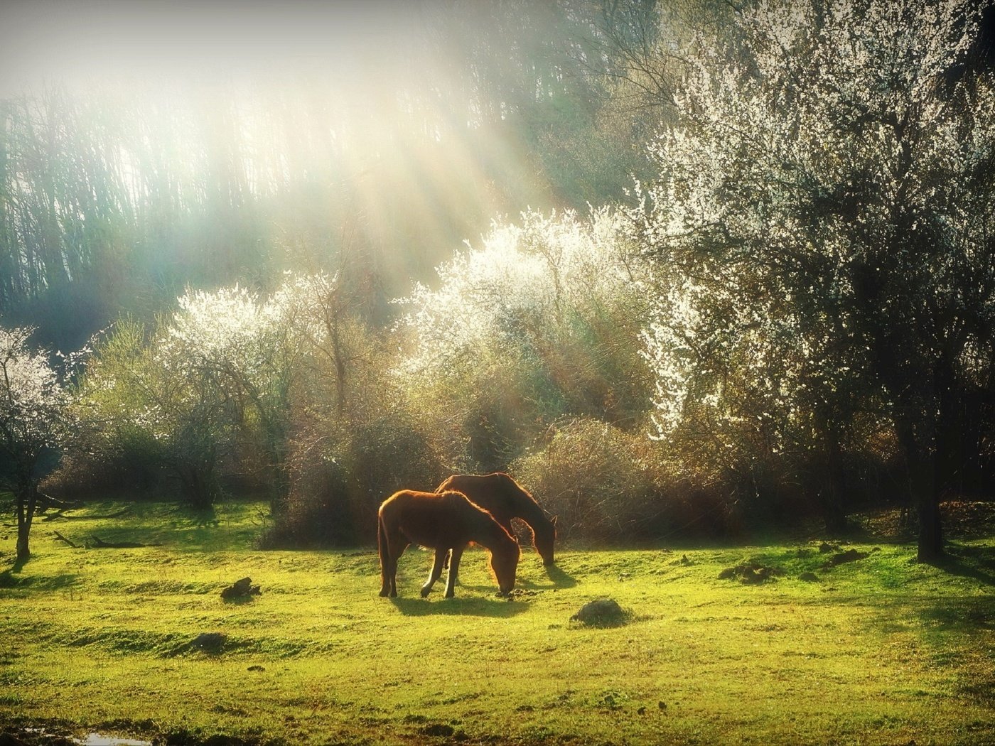 Обои трава, деревья, природа, весна, лошади, кони, солнечный свет, grass, trees, nature, spring, horse, horses, sunlight разрешение 1920x1275 Загрузить