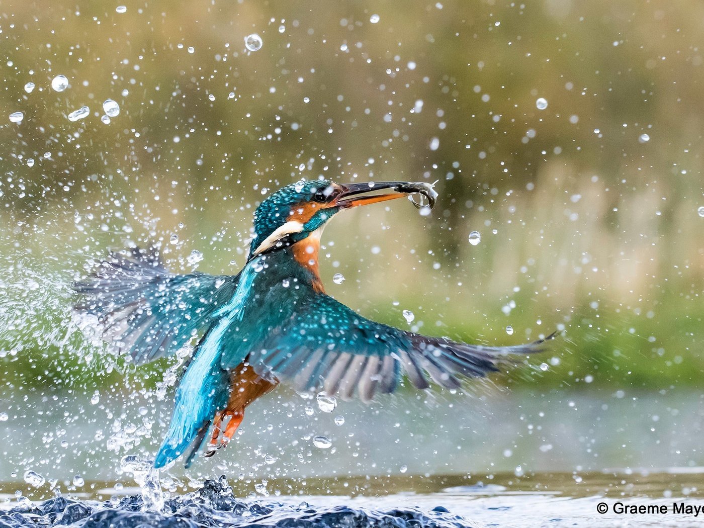 Обои вода, брызги, птица, рыбка, зимородок, water, squirt, bird, fish, kingfisher разрешение 2560x1600 Загрузить