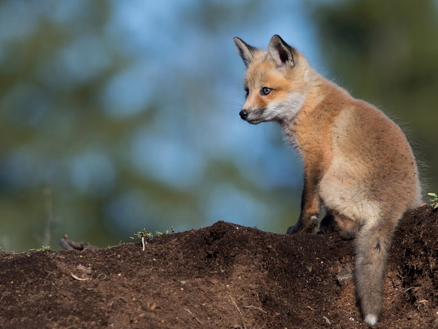 Обои фон, взгляд, лиса, сидит, лисица, детеныш, лисенок, background, look, fox, sitting, cub разрешение 2048x1152 Загрузить