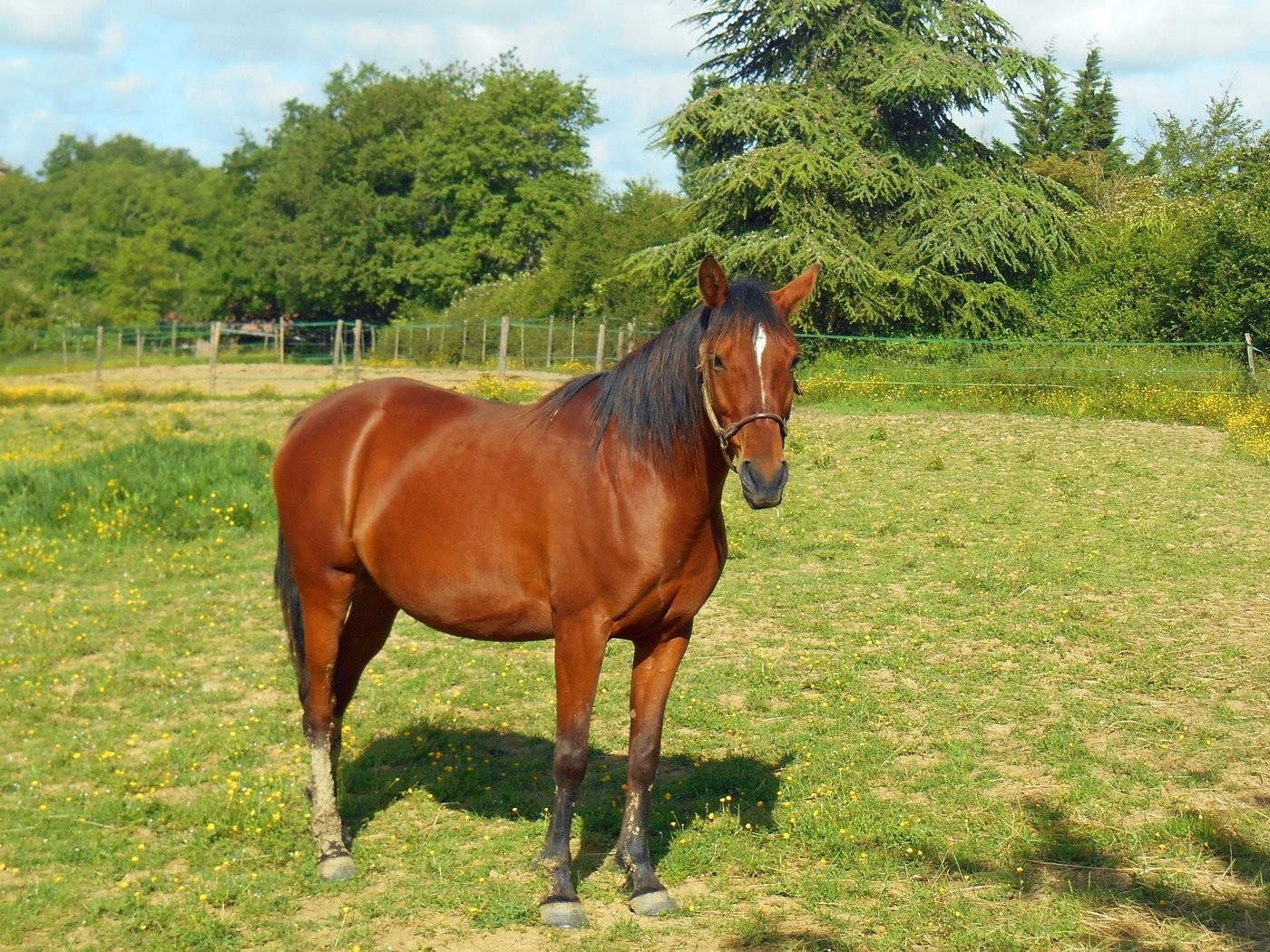 Обои лошадь, трава, луг, пастбище, конь, грива, жеребец, horse, grass, meadow, pasture, mane, stallion разрешение 3643x2802 Загрузить