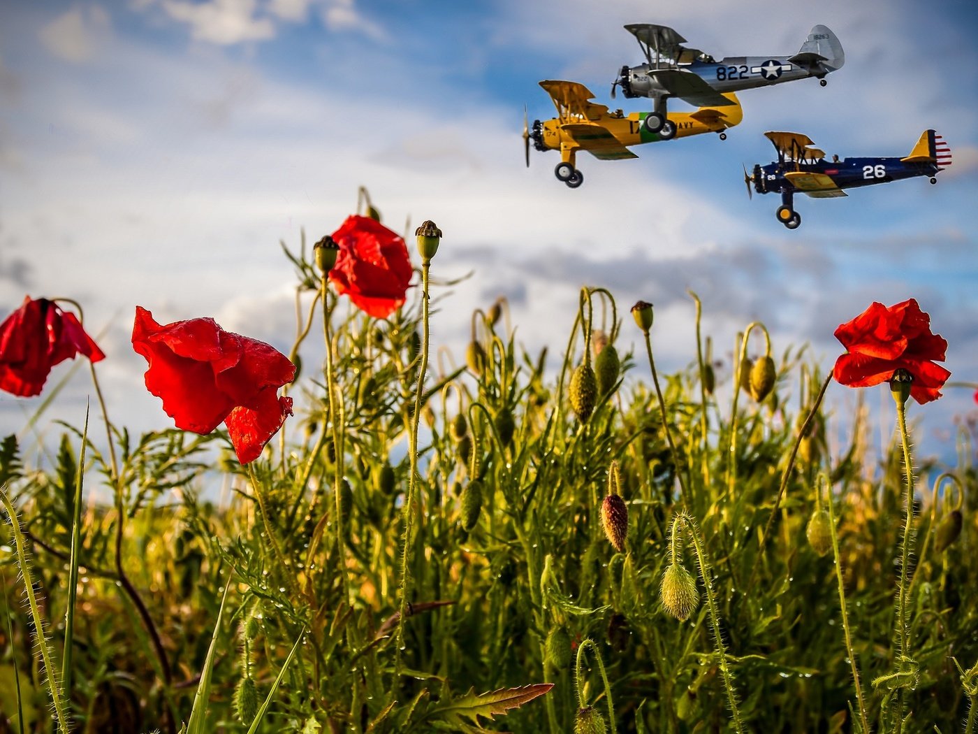 Обои небо, маки, цветы, облака, полет, поле, лето, авиация, самолеты, the sky, maki, flowers, clouds, flight, field, summer, aviation, aircraft разрешение 2048x1152 Загрузить