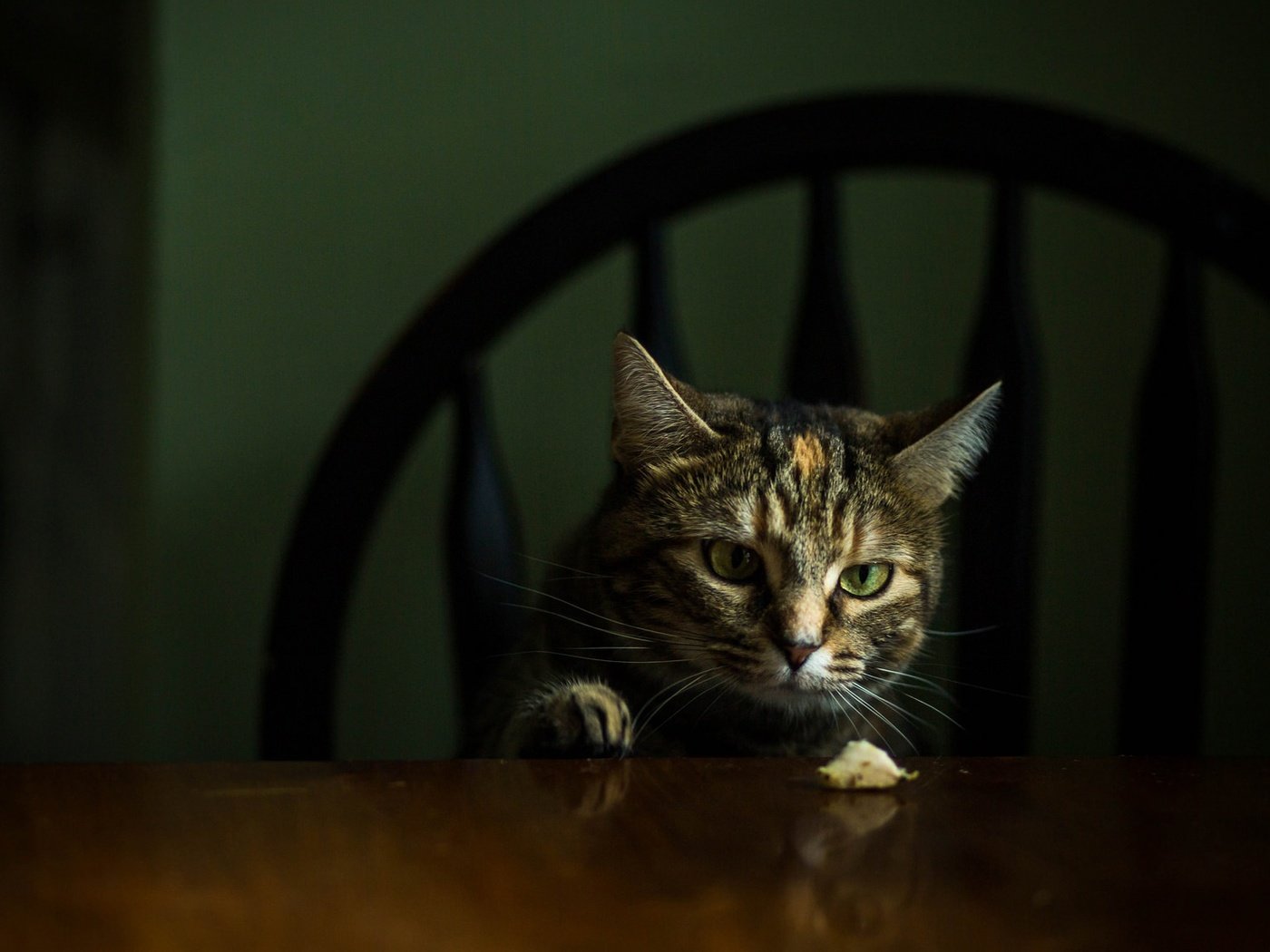 Обои морда, кот, кошка, взгляд, стол, стул, темный фон, face, cat, look, table, chair, the dark background разрешение 2048x1152 Загрузить