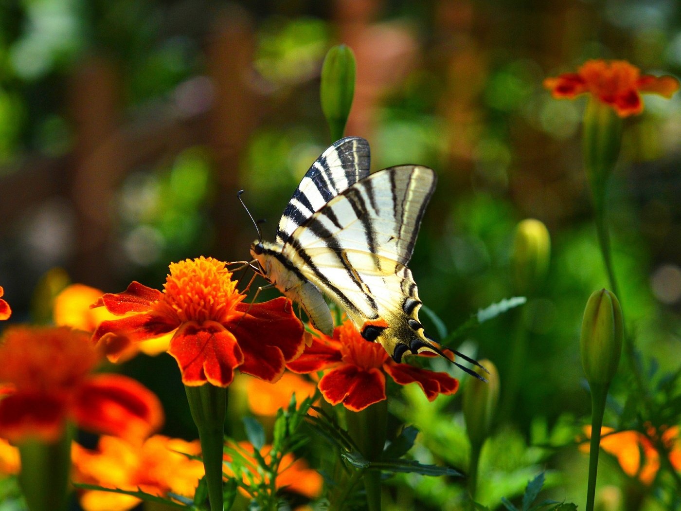 Обои цветы, насекомое, парусник, бабочка, крылья, бархатцы, flowers, insect, sailboat, butterfly, wings, marigolds разрешение 3000x1852 Загрузить