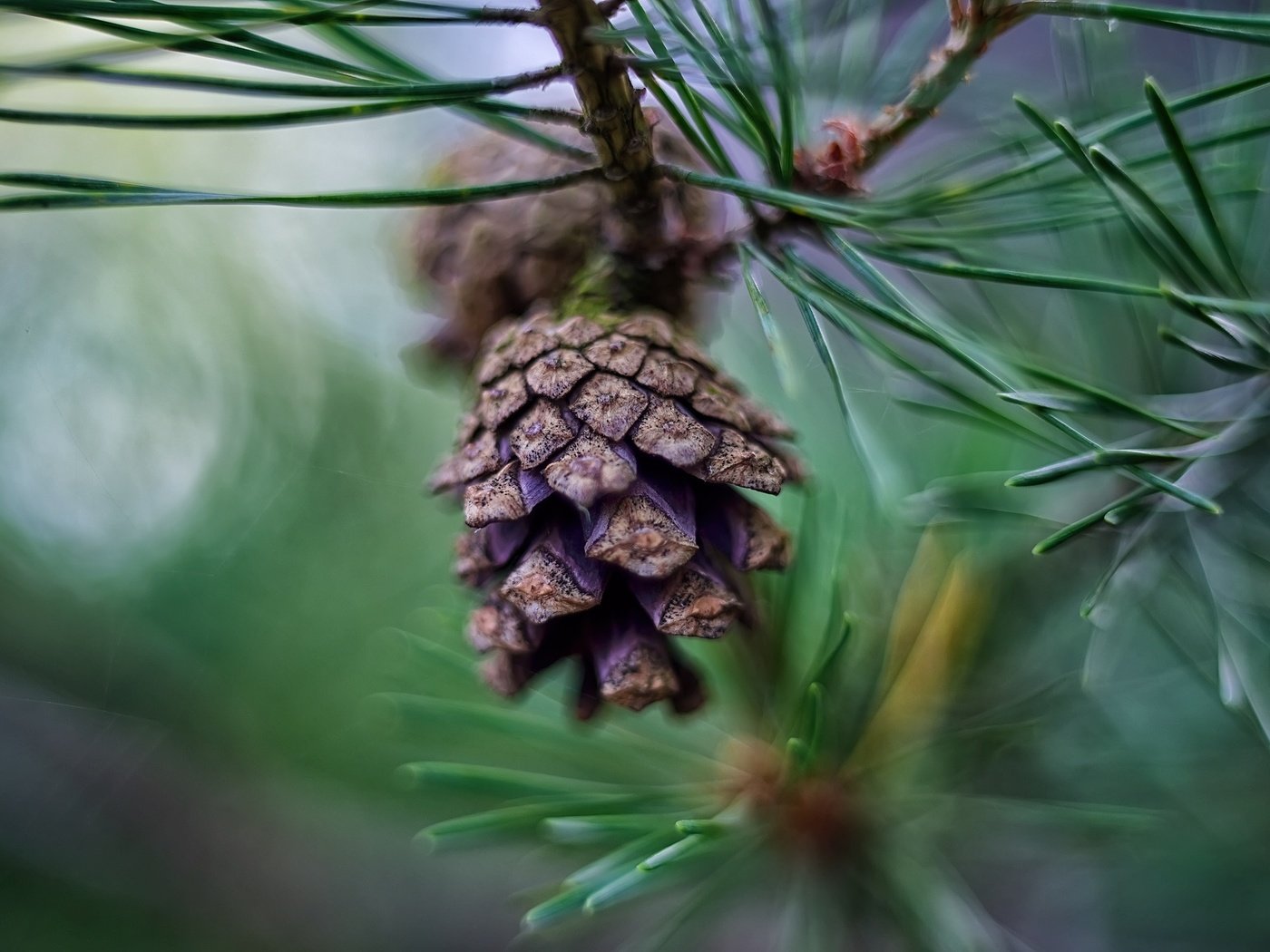 Обои природа, хвоя, размытость, шишка, сосна, боке, сосновая шишка, nature, needles, blur, bump, pine, bokeh разрешение 2048x1367 Загрузить