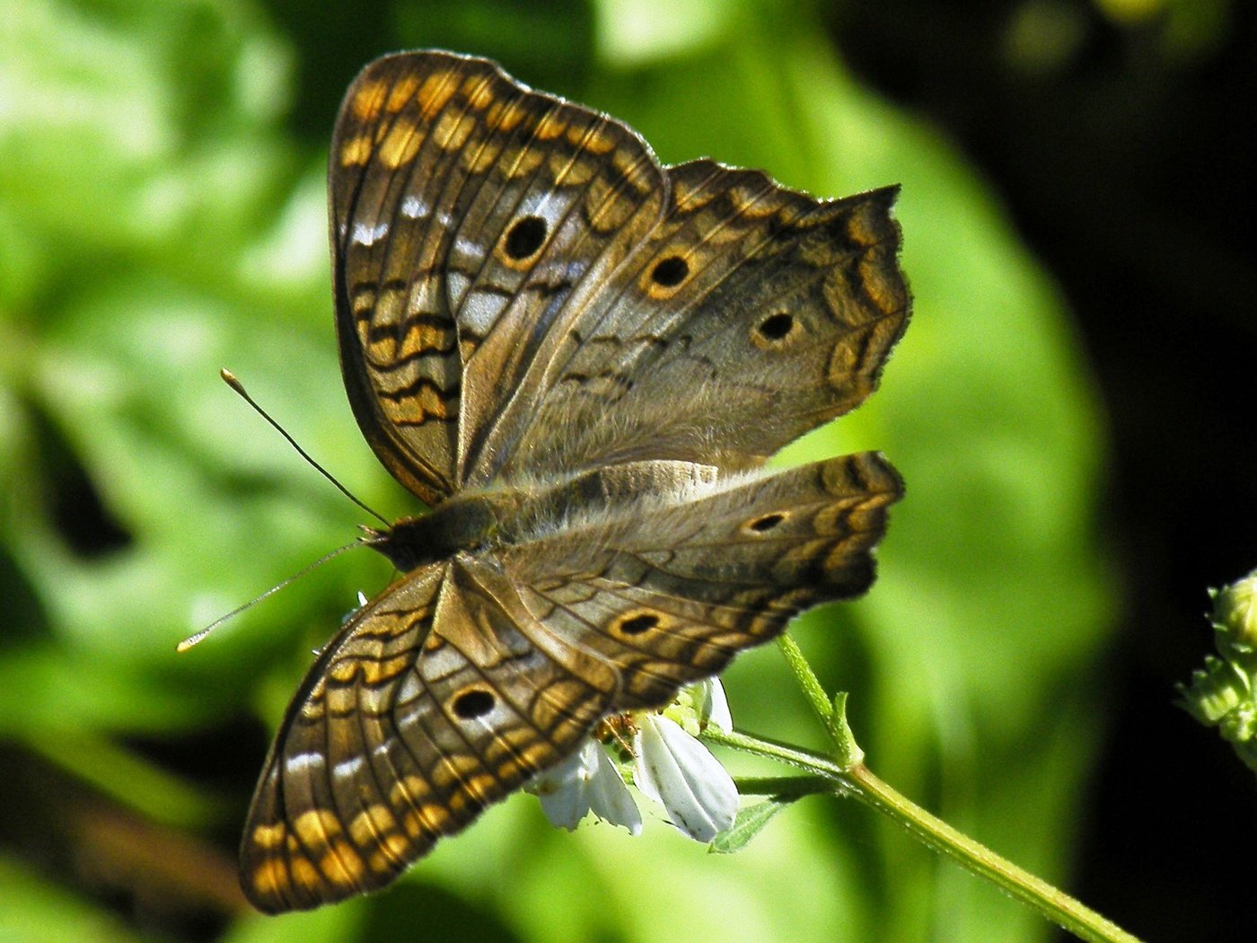 Обои природа, насекомое, цветок, бабочка, крылья, nature, insect, flower, butterfly, wings разрешение 2400x1570 Загрузить